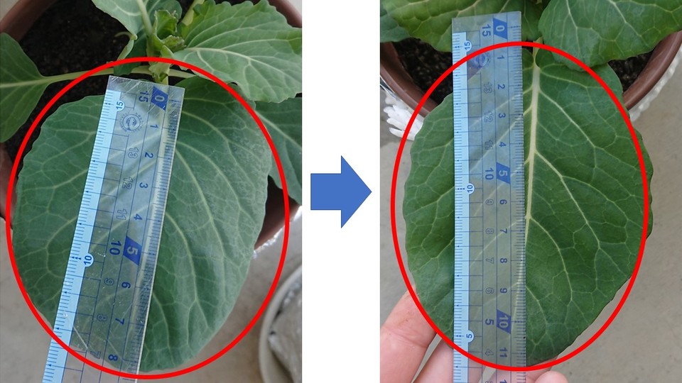 http://www.ige.tohoku.ac.jp/prg/watanabe/as-vegetable2018/images/20181220011636-746cc2c1cdae57be8bc0427d8e8c7be91bab82e8.JPG