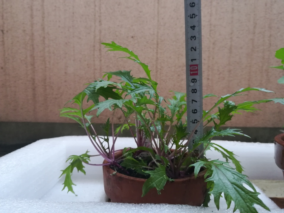 http://www.ige.tohoku.ac.jp/prg/watanabe/as-vegetable2018/images/20181227181717-da4bd9cf0a97629f161fb3a2506d52aef749f77b.jpg