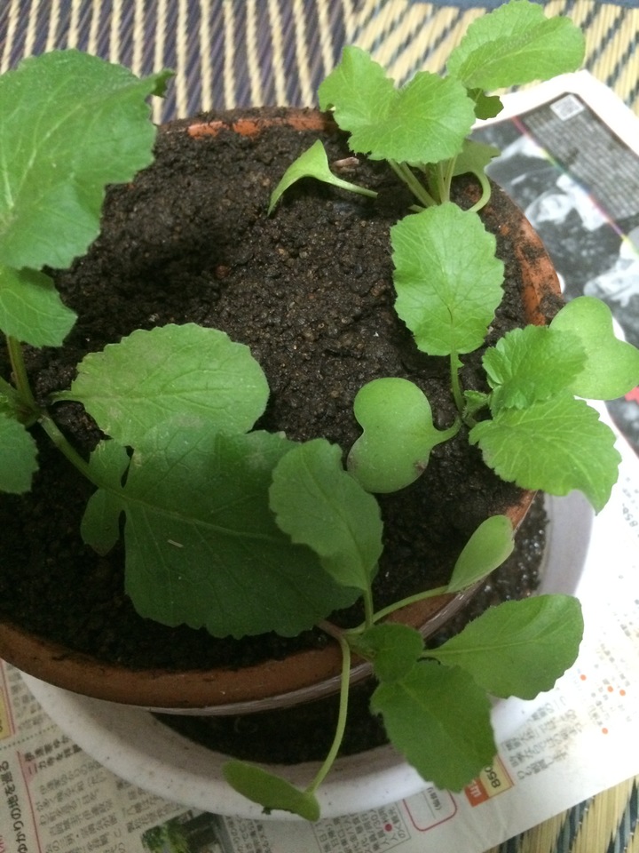 http://www.ige.tohoku.ac.jp/prg/watanabe/as-vegetable2018/images/20190106154747-3f9174c0eba95415aba1fec5d8139dcc261864b6.JPG