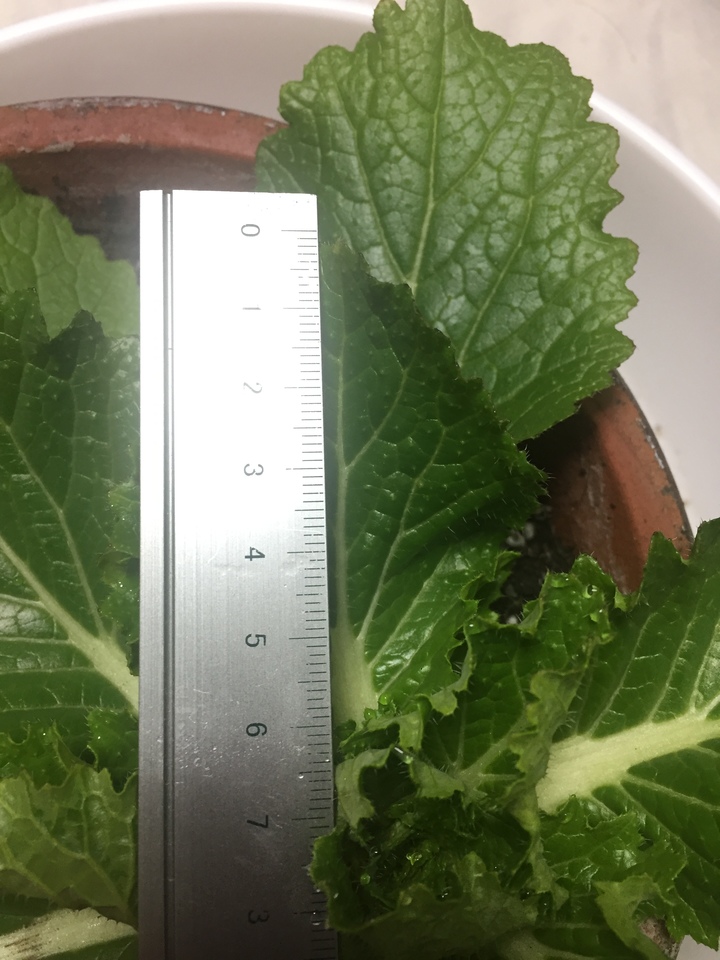 http://www.ige.tohoku.ac.jp/prg/watanabe/as-vegetable2018/images/20190106190409-8c32bee92ecd2a8535ada81240616eac3d77ca28.JPG