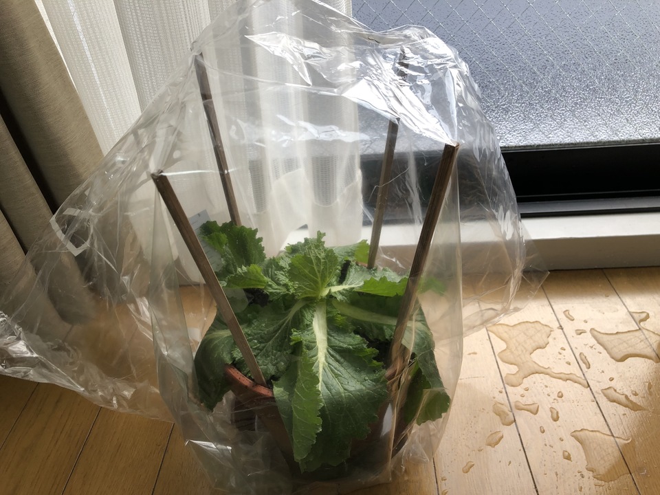 http://www.ige.tohoku.ac.jp/prg/watanabe/as-vegetable2018/images/20190108173955-0e5c105cebfcf346ec518cd14ab4325cdf0c2427.JPG