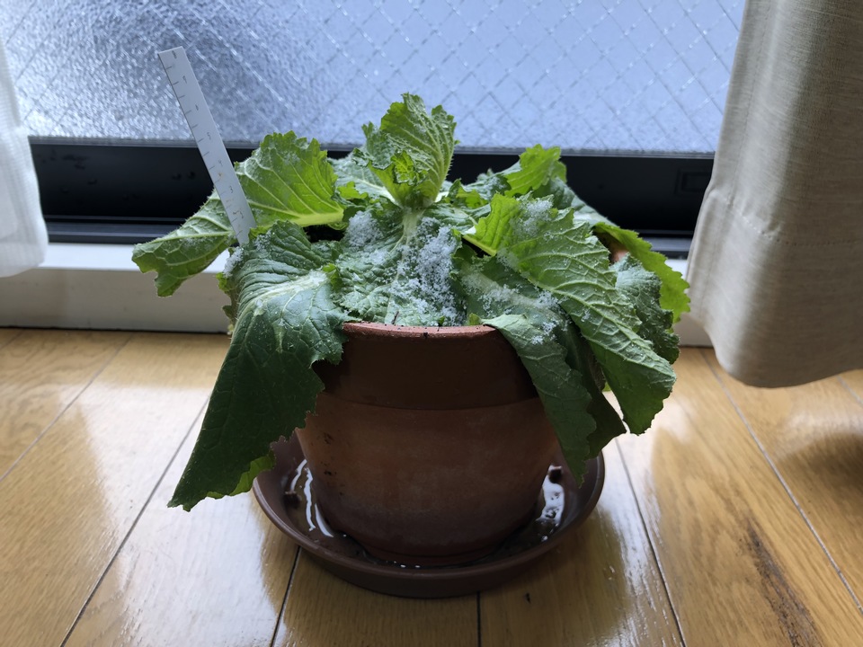 http://www.ige.tohoku.ac.jp/prg/watanabe/as-vegetable2018/images/20190108174139-0a17c6633bb1d2fe7aebece0cae740a86773711b.JPG