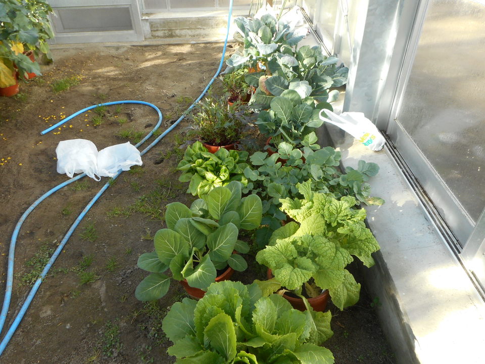 http://www.ige.tohoku.ac.jp/prg/watanabe/as-vegetable2018/images/20190118135405-76f2885cabb707c3324926cfc0cfba6d3415de4a.JPG