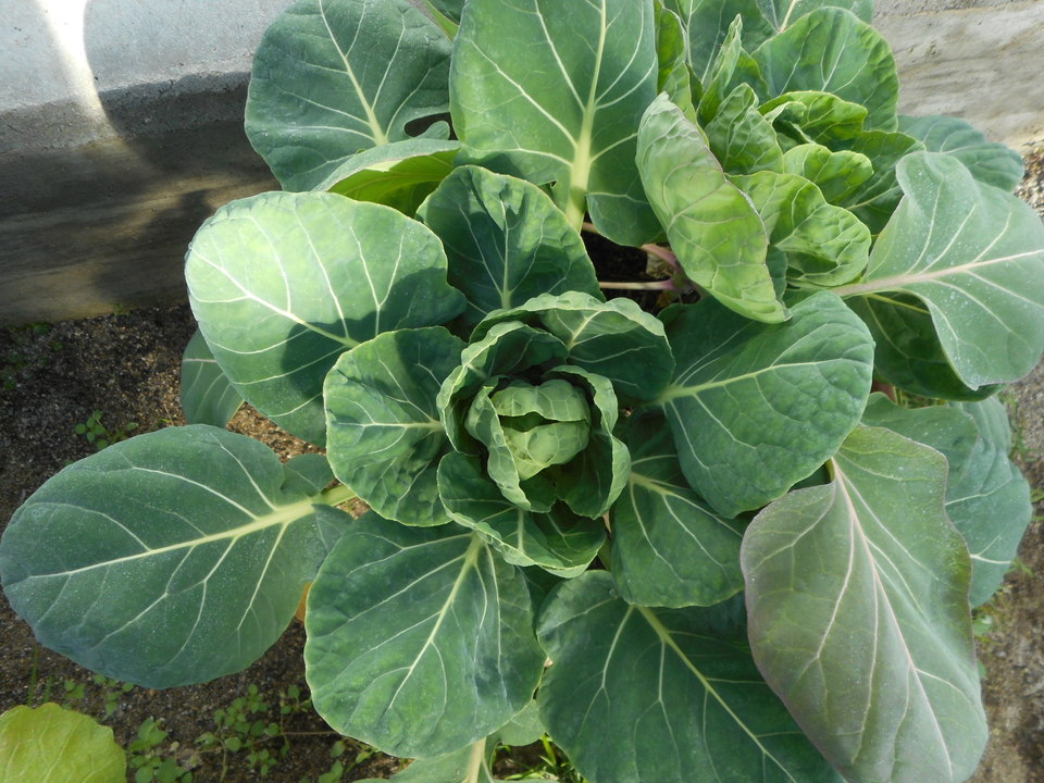 http://www.ige.tohoku.ac.jp/prg/watanabe/as-vegetable2018/images/20190118145111-19f084d111dd2018184ddb8881d6b995d047eb7d.JPG