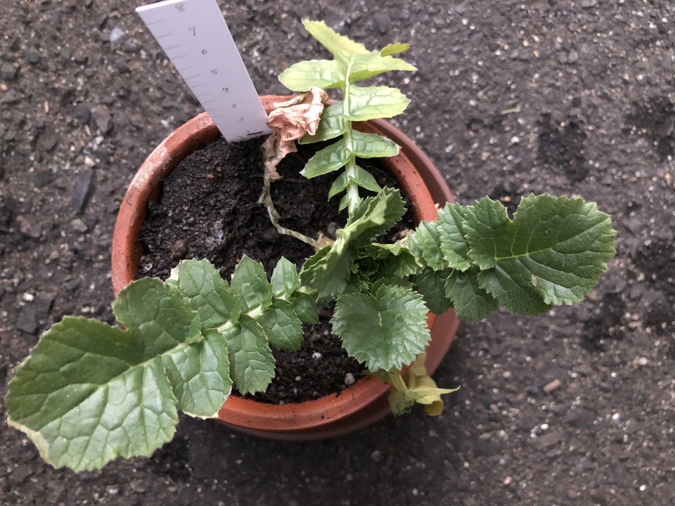 http://www.ige.tohoku.ac.jp/prg/watanabe/as-vegetable2018/images/20190125143304-703dcca0bf9e06606f5707a3b85253eb08df2b2c.JPG
