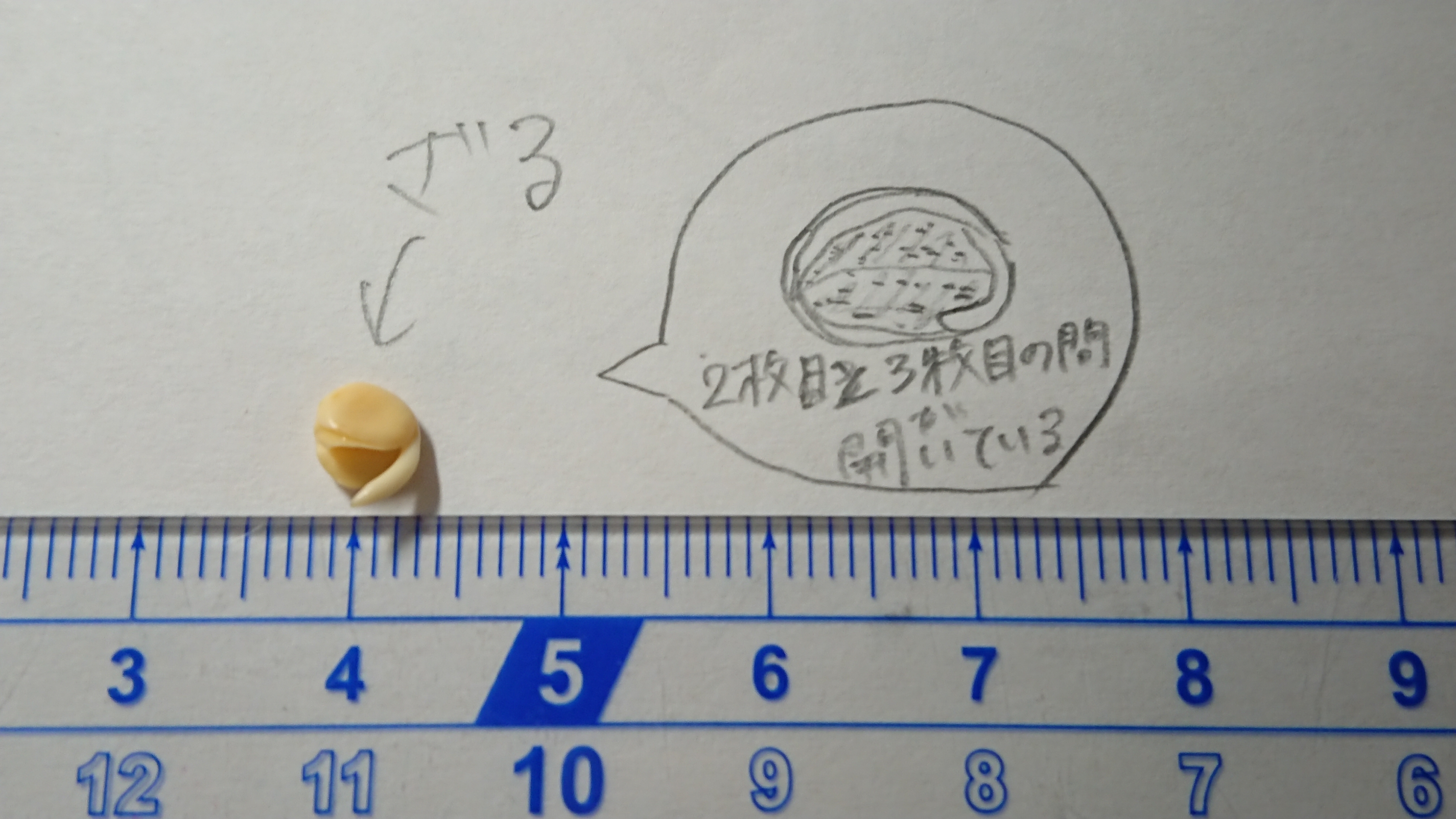 http://www.ige.tohoku.ac.jp/prg/watanabe/as-vegetable2018/images/DSC_0170.JPG