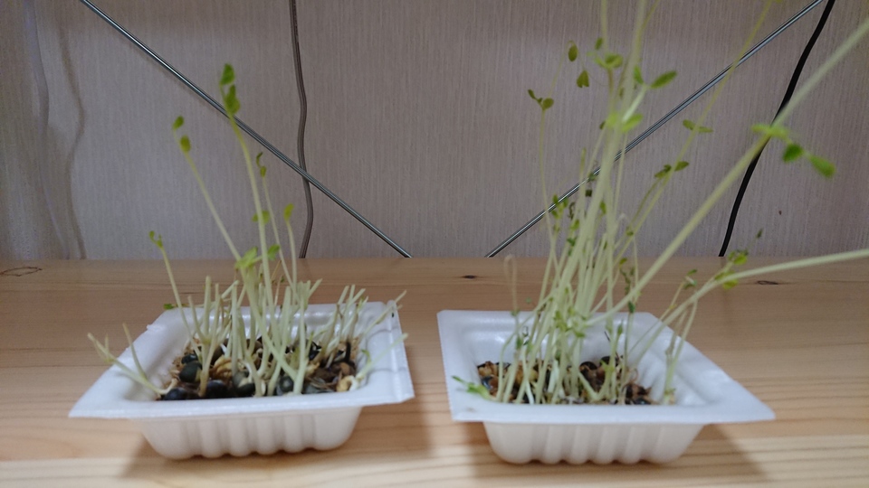 http://www.ige.tohoku.ac.jp/prg/watanabe/as-vegetable2018/images/DSC_0415%201.JPG