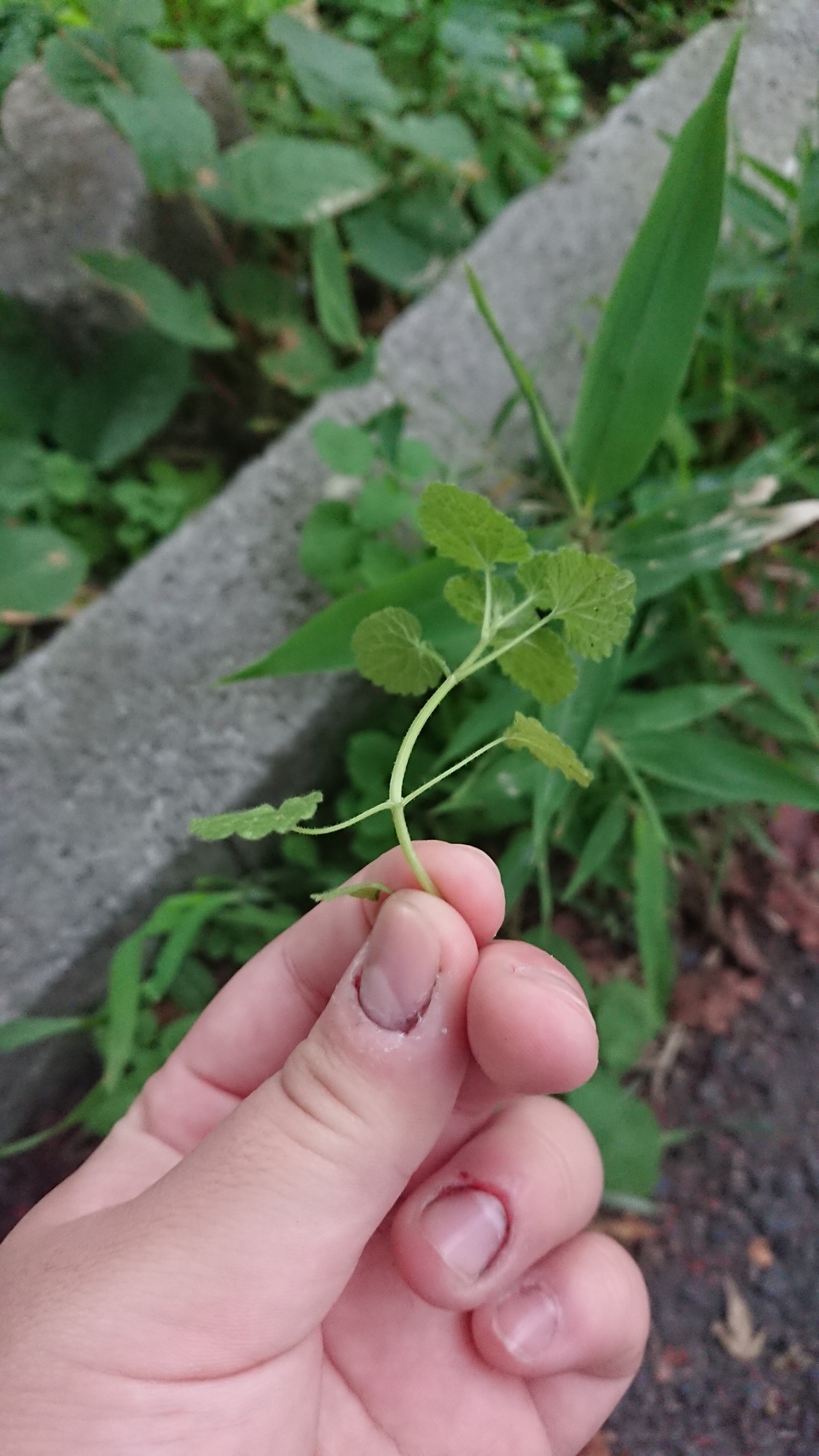 http://www.ige.tohoku.ac.jp/prg/watanabe/as-vegetable2018/images/DSC_0668.JPG