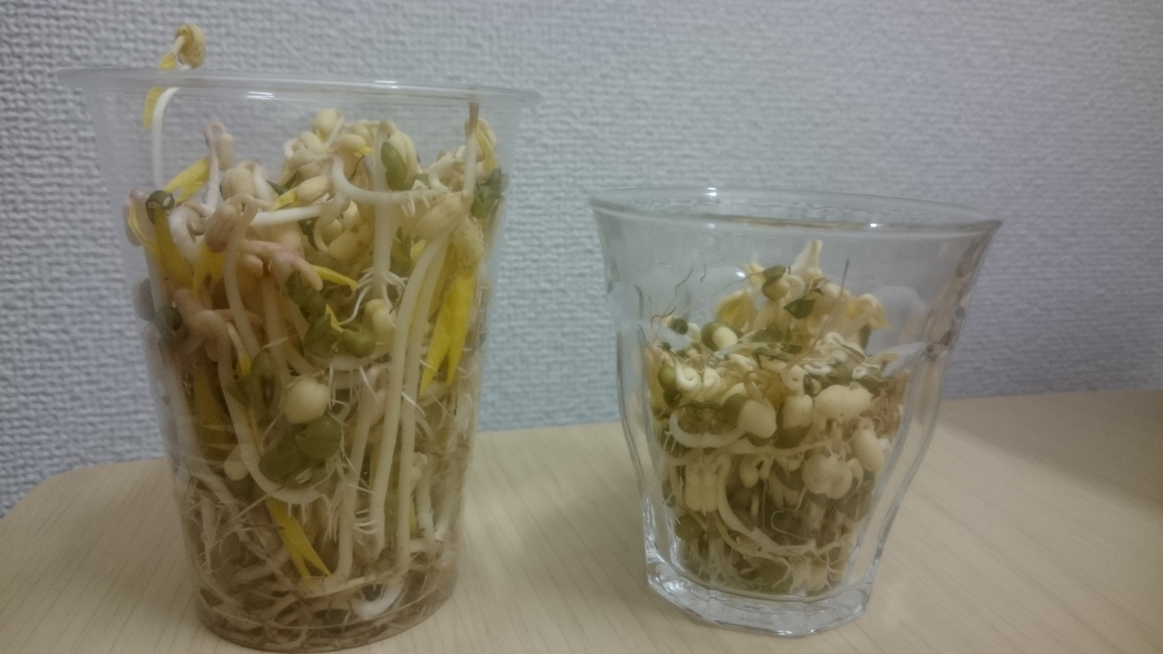 http://www.ige.tohoku.ac.jp/prg/watanabe/as-vegetable2018/images/DSC_0684.JPG