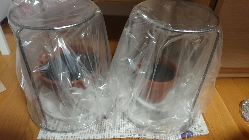 http://www.ige.tohoku.ac.jp/prg/watanabe/as-vegetable2018/images/DSC_1166.JPG