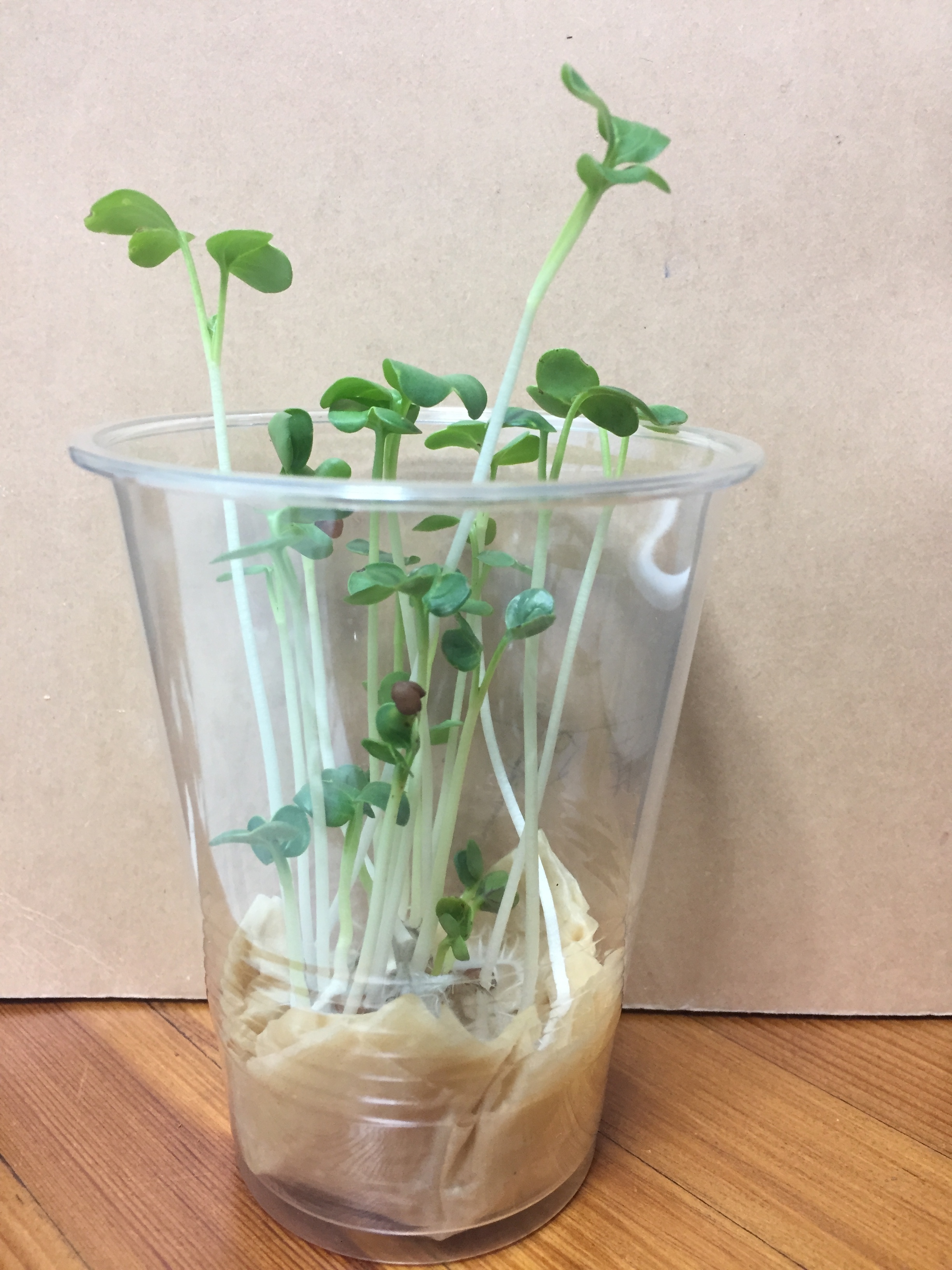 http://www.ige.tohoku.ac.jp/prg/watanabe/as-vegetable2018/images/IMG_2021.JPG