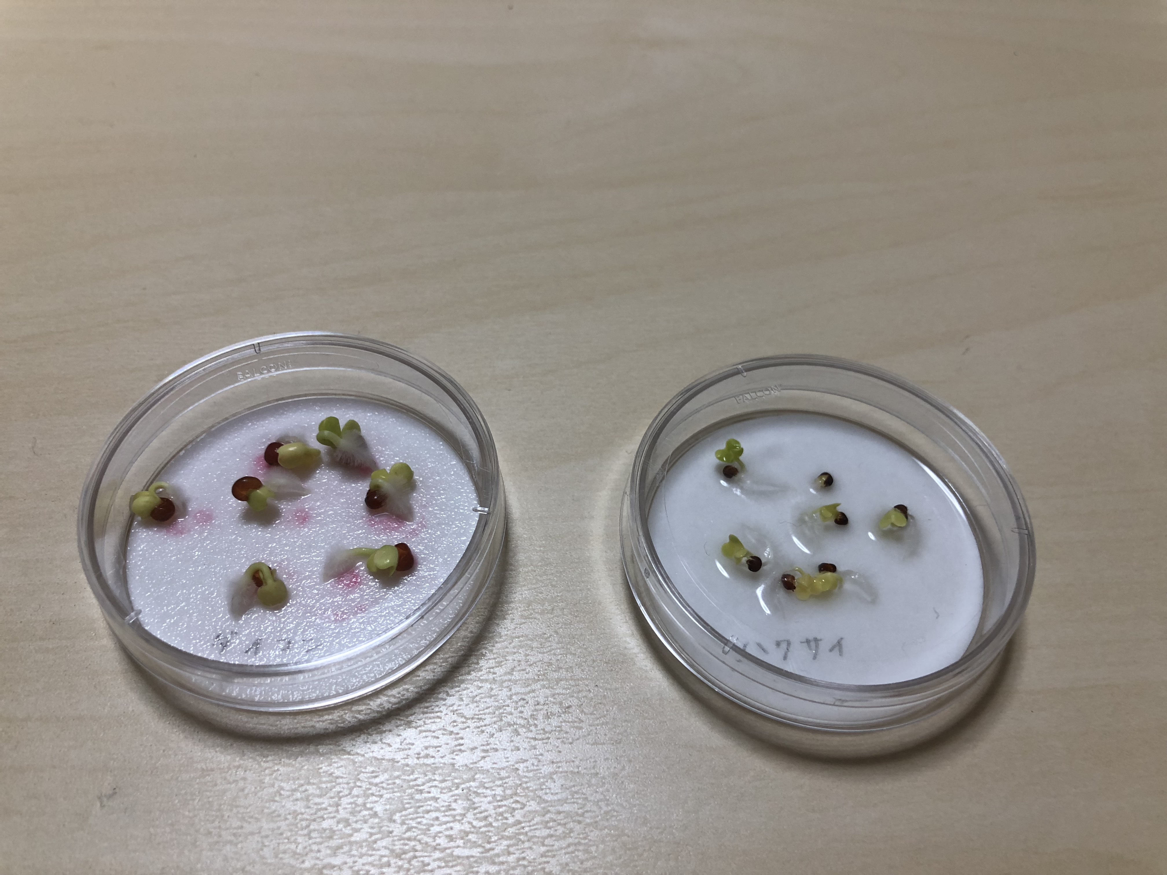 http://www.ige.tohoku.ac.jp/prg/watanabe/as-vegetable2018/images/IMG_9224.JPG