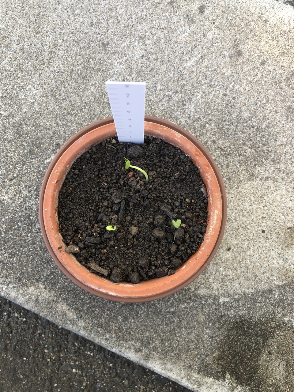 http://www.ige.tohoku.ac.jp/prg/watanabe/as-vegetable2018/images/IMG_9374.JPG