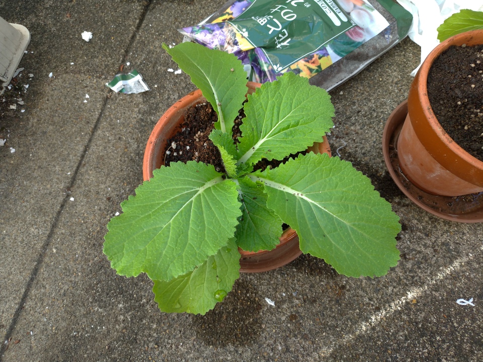 http://www.ige.tohoku.ac.jp/prg/watanabe/as-vegetable2018/images/P_20181114_123814_vHDR_Auto.jpg