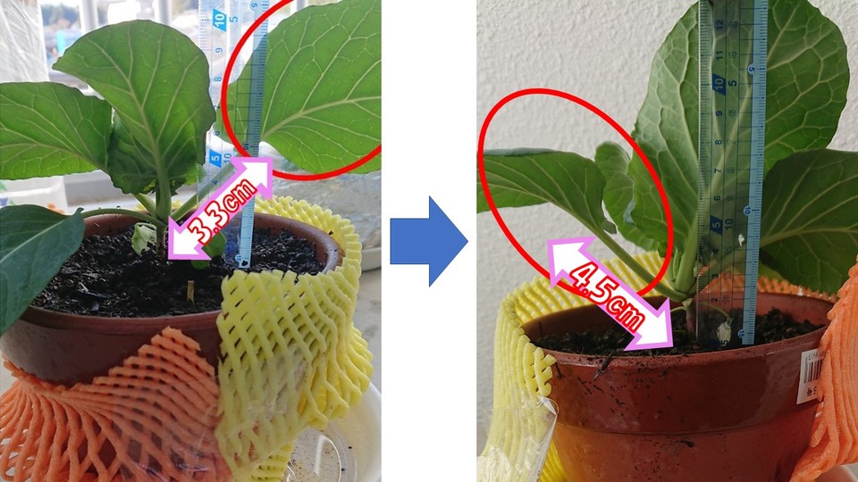 http://www.ige.tohoku.ac.jp/prg/watanabe/as-vegetable2018/images/images/20190114011955-3c18edbba50d660c0fdda1dffc4c56799a73335d.JPG