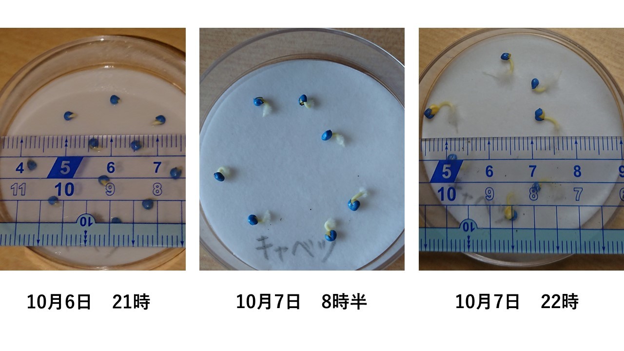 http://www.ige.tohoku.ac.jp/prg/watanabe/as-vegetable2018/images/kyabetusyusihennsenn.jpg