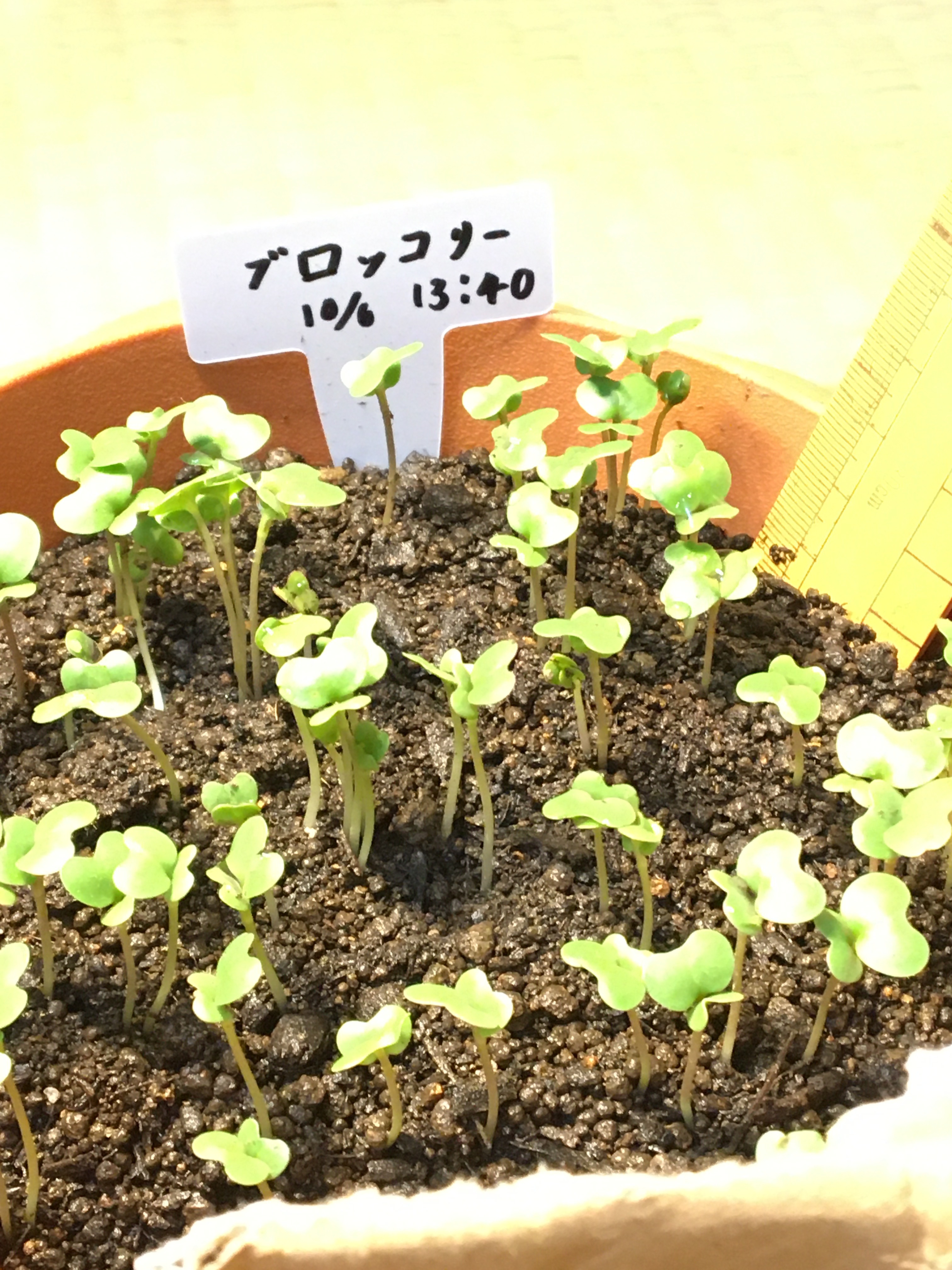 http://www.ige.tohoku.ac.jp/prg/watanabe/as-vegetable2019/20191013194217-e5bc5e0541061a8aea76e4d42bec7f7163310968.JPG