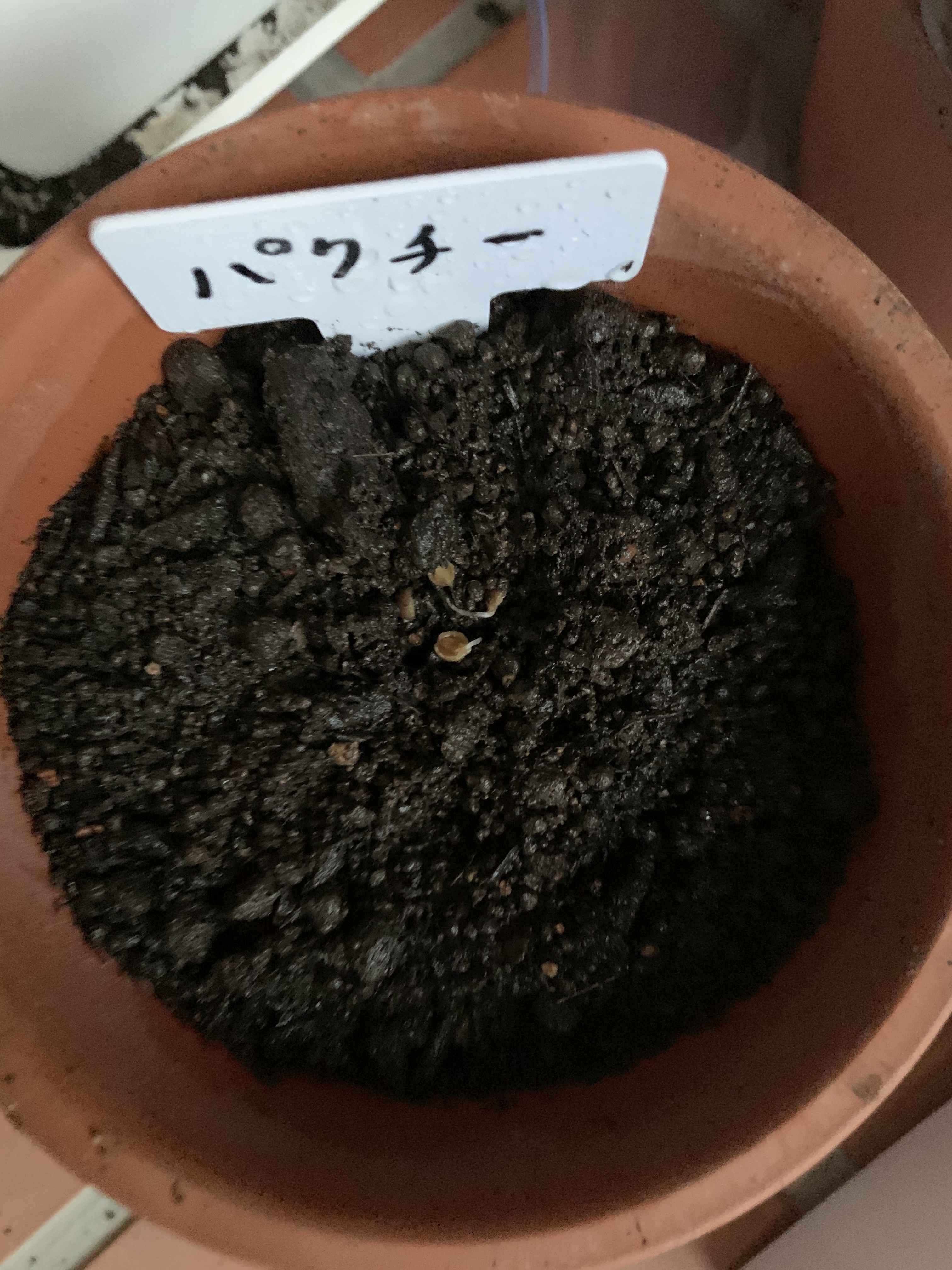 http://www.ige.tohoku.ac.jp/prg/watanabe/as-vegetable2019/20191015004435-9825a735fb0205612d7dcd5dd18f4f2ab03cc8dd.jpg