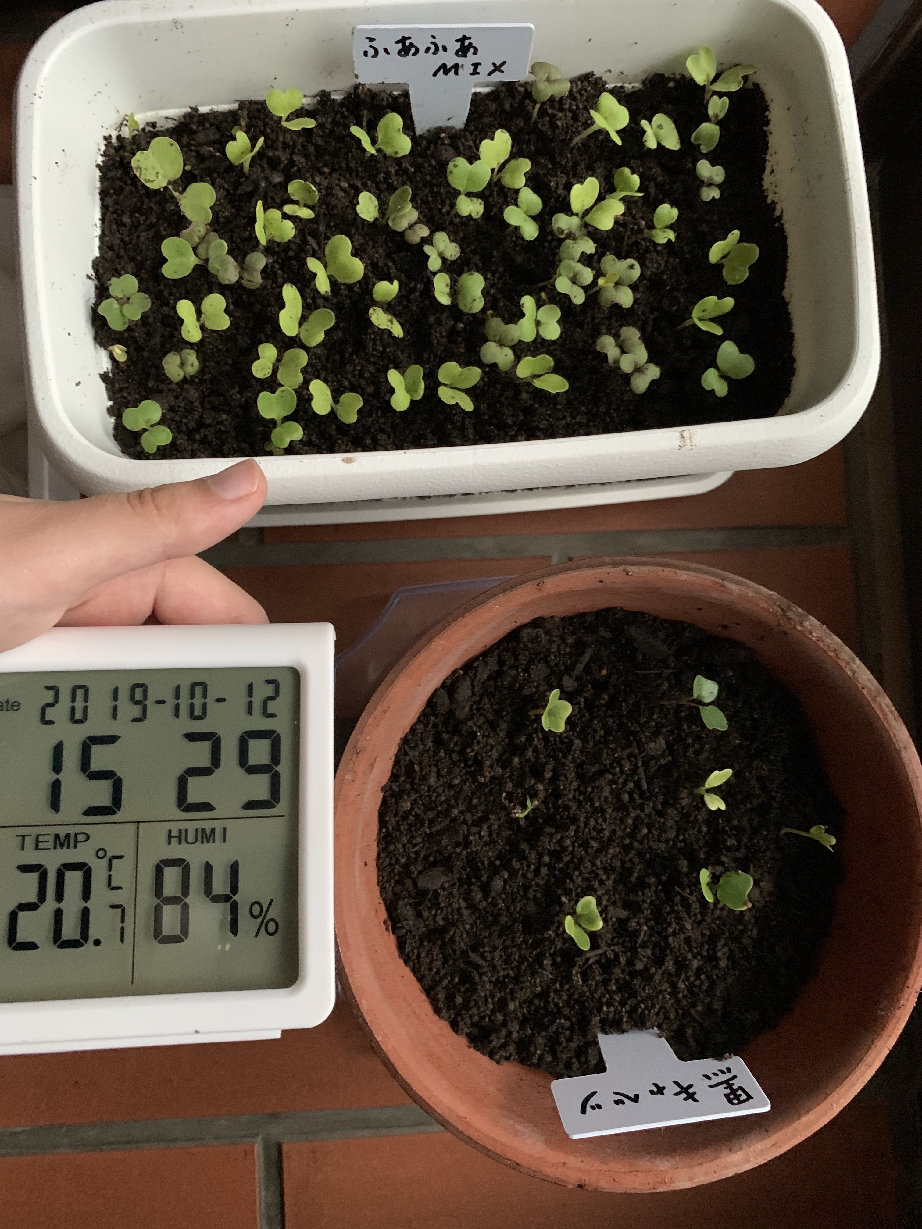 http://www.ige.tohoku.ac.jp/prg/watanabe/as-vegetable2019/20191015010528-27e1db480155e7af389dc566e369416507bd767d.jpg