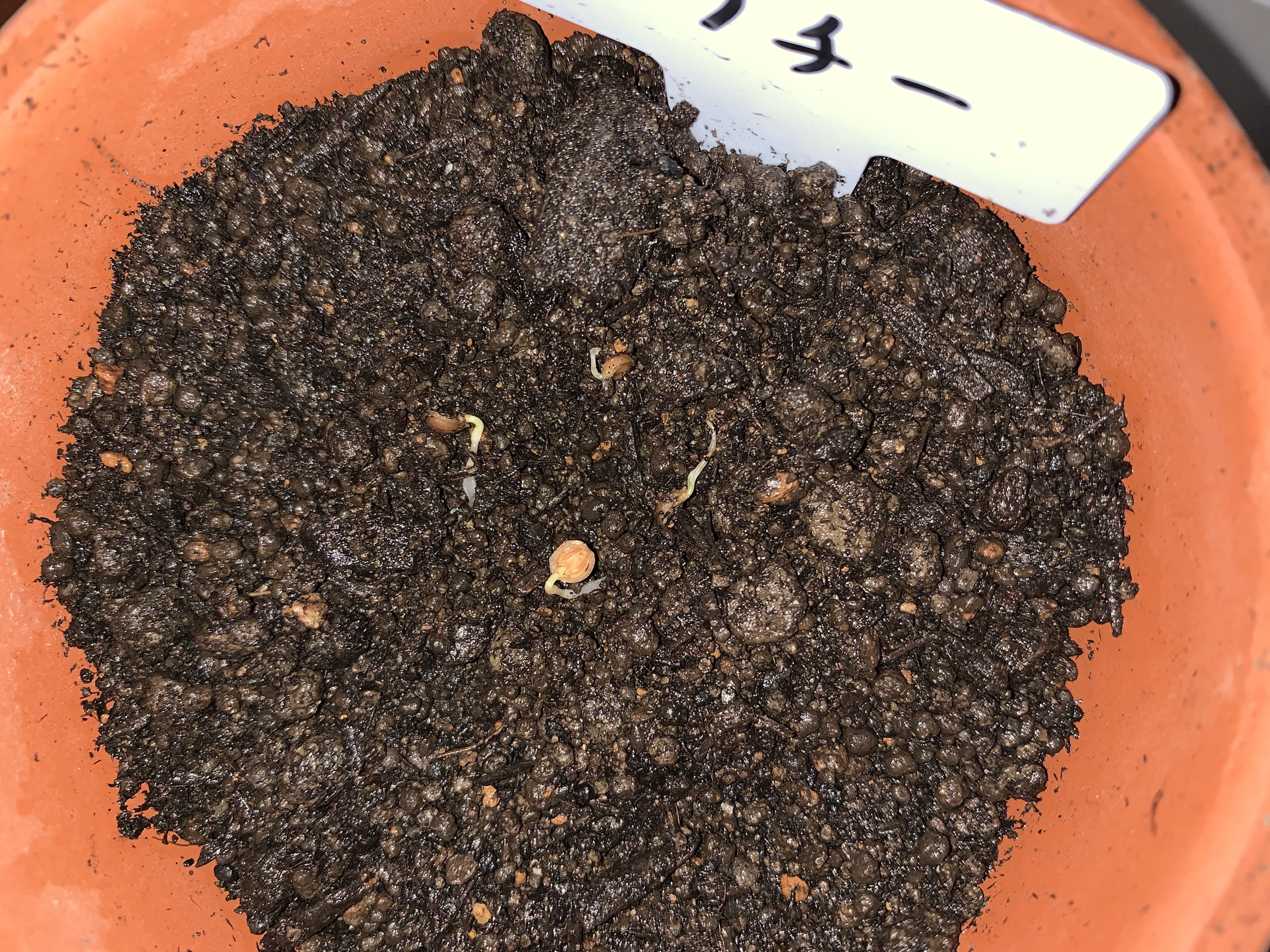 http://www.ige.tohoku.ac.jp/prg/watanabe/as-vegetable2019/20191015011139-066f2b3cd3191f6ce57b44668d76a45b1e8c8b04.jpg