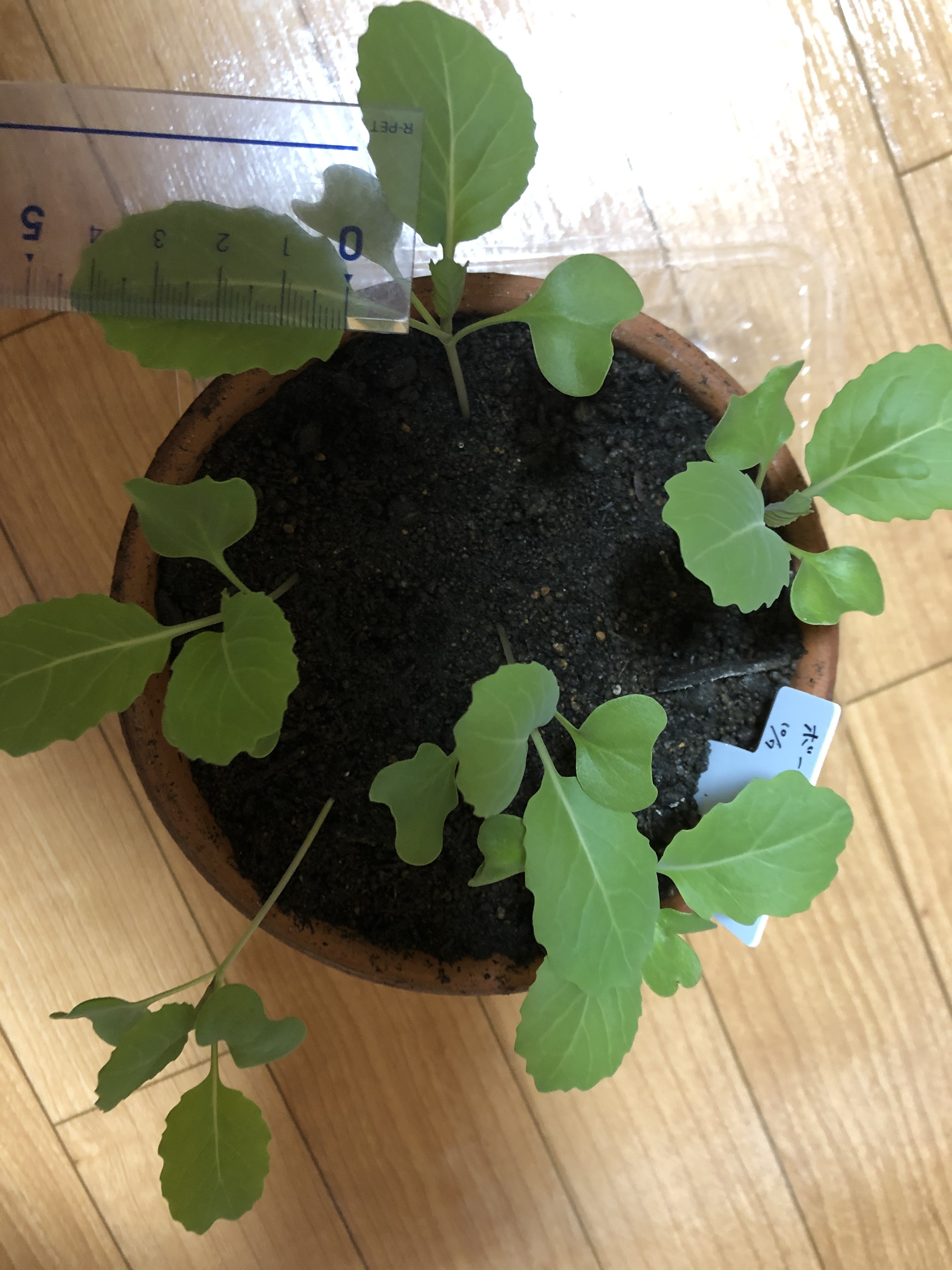 http://www.ige.tohoku.ac.jp/prg/watanabe/as-vegetable2019/20191111135921-6418dd90aa47b06a2444f16fcb1348eed16b9dab.JPG