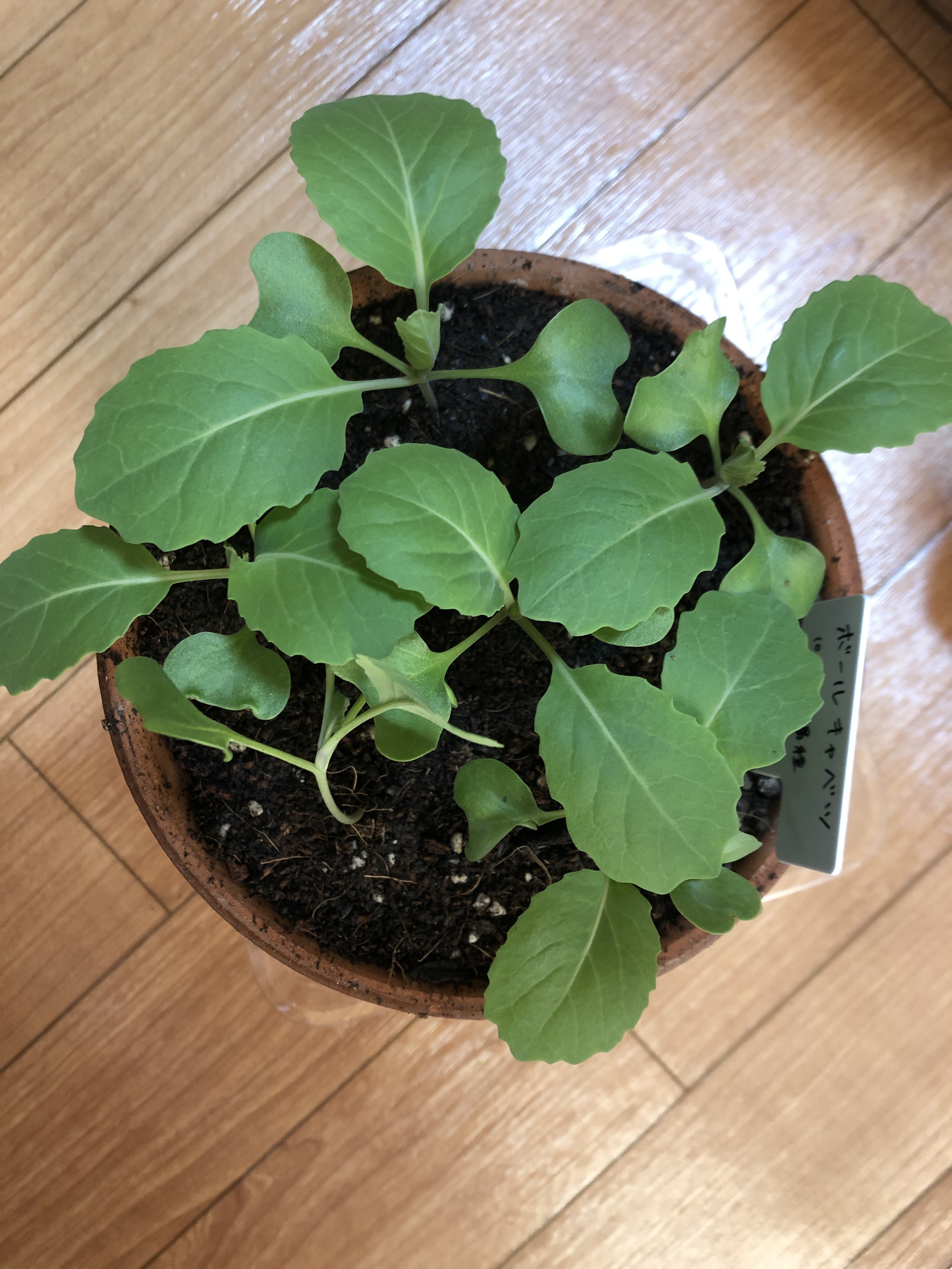 http://www.ige.tohoku.ac.jp/prg/watanabe/as-vegetable2019/20191111135929-1d2b58414ad9f99ec3000facdbfe2ecb5769901a.JPG