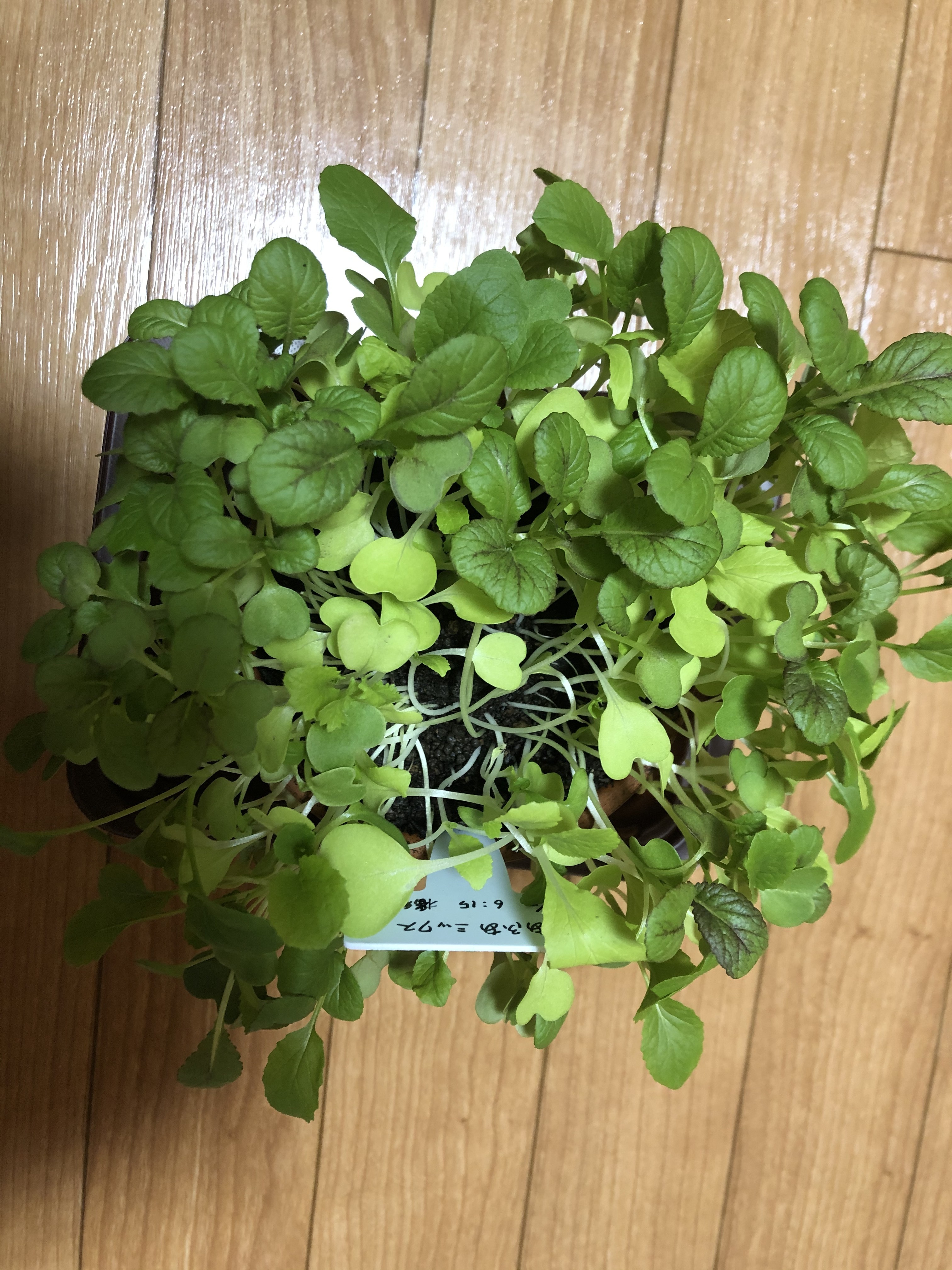 http://www.ige.tohoku.ac.jp/prg/watanabe/as-vegetable2019/20191111140417-6c5109e7cefc67952fbdf1f4342aa12059de4dcb.JPG