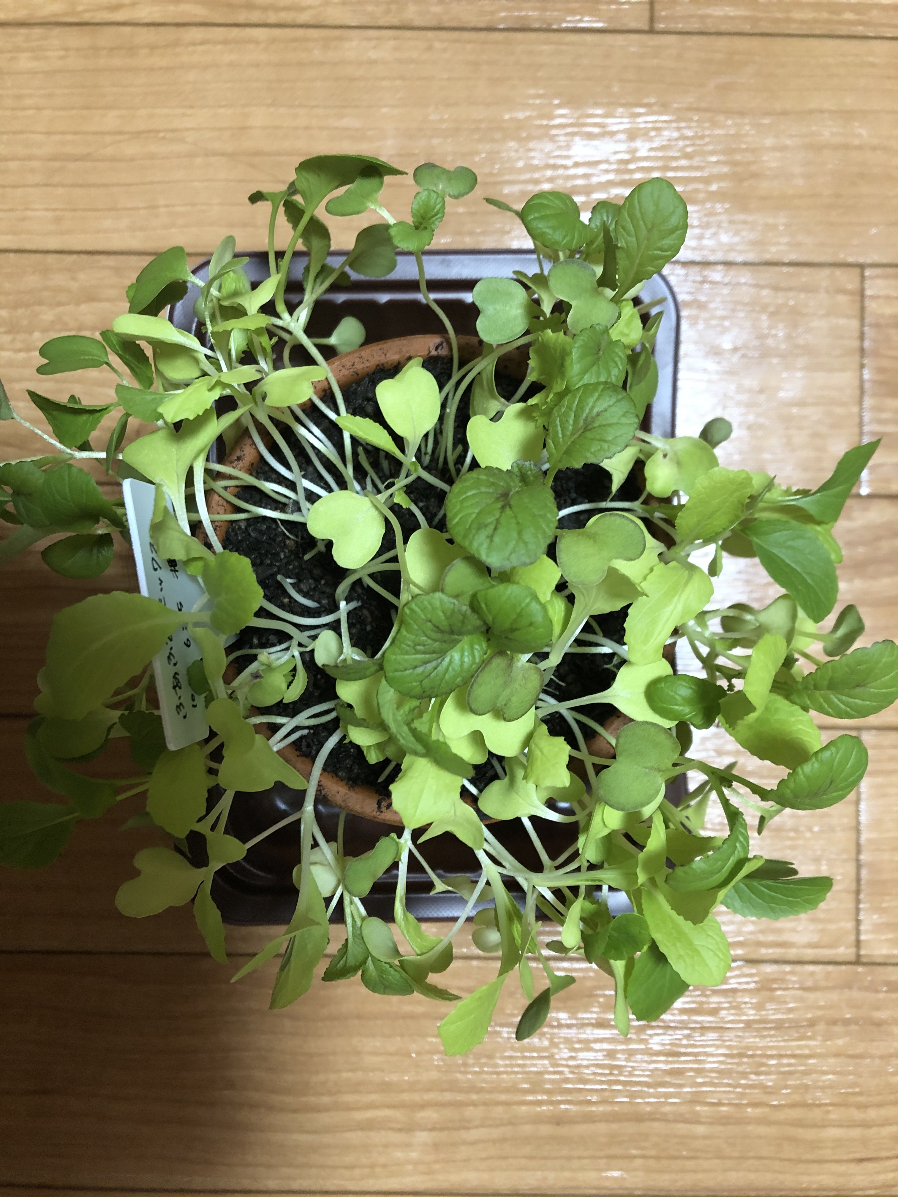 http://www.ige.tohoku.ac.jp/prg/watanabe/as-vegetable2019/20191111140421-2c9c8dc4d62b5d759bc0b13c54d6d6b38eb5aa7c.JPG
