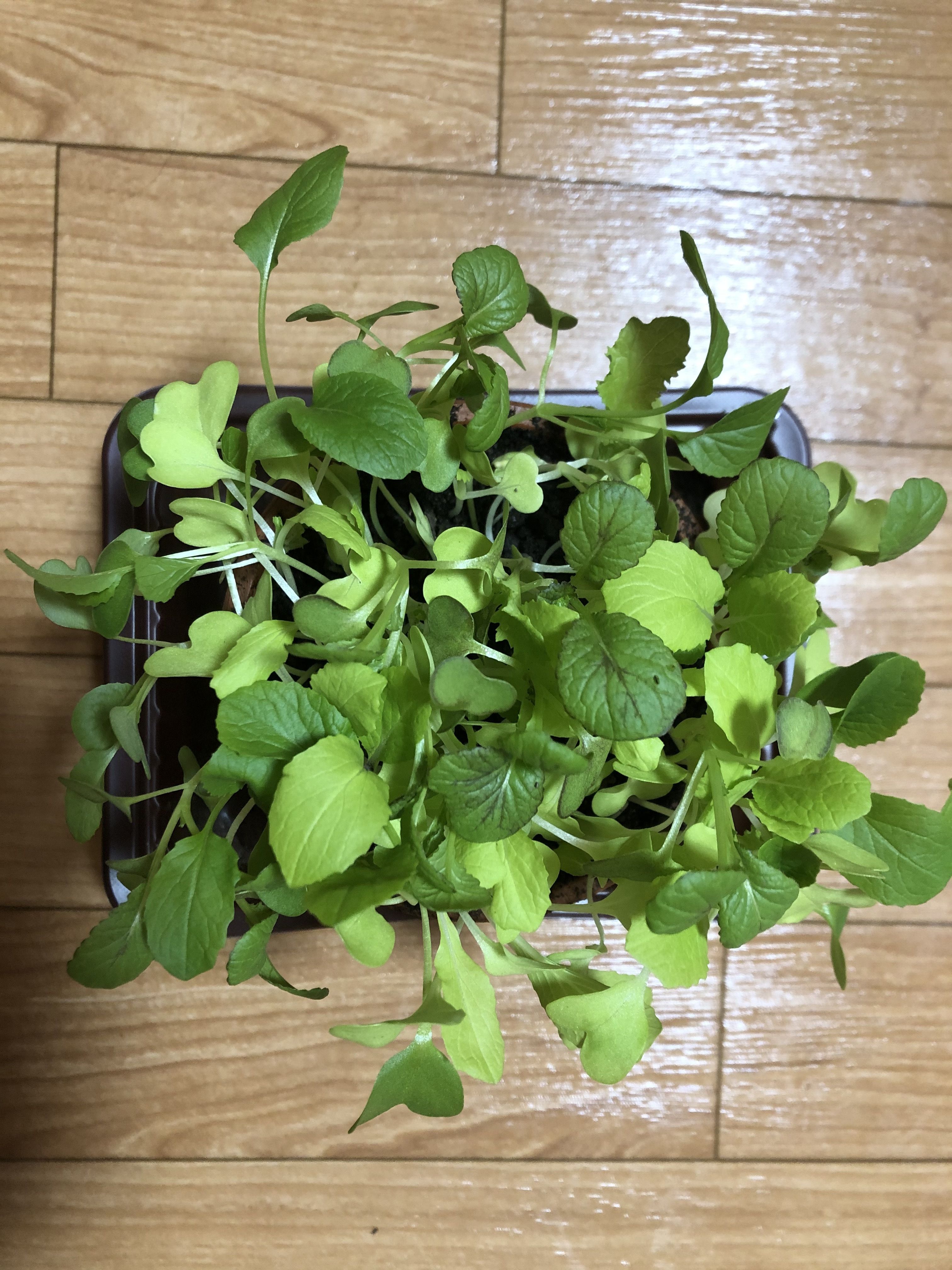 http://www.ige.tohoku.ac.jp/prg/watanabe/as-vegetable2019/20191111140426-5e98f74e08e4f7a05590a91c3cd7dacb644e0b80.JPG