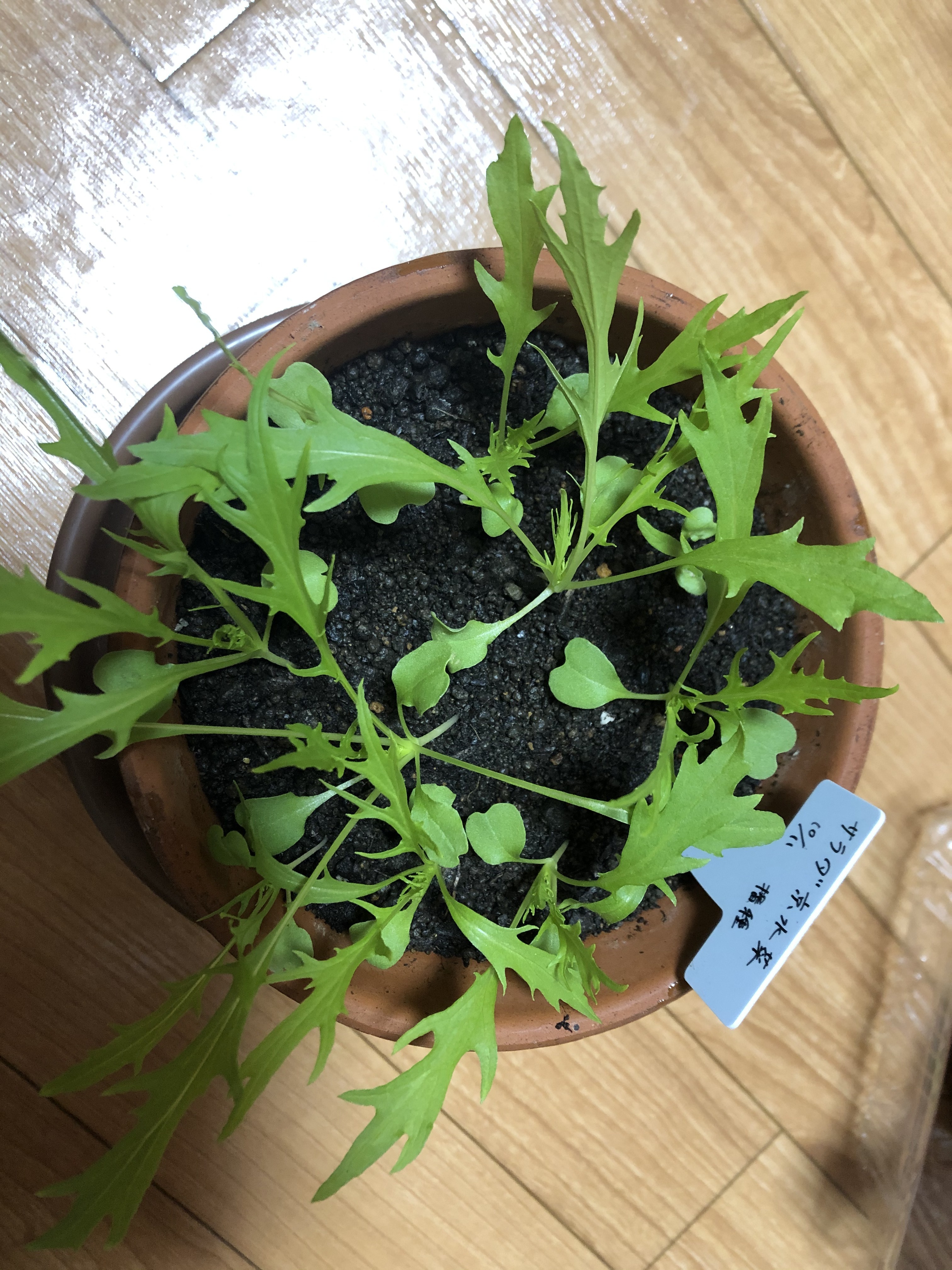 http://www.ige.tohoku.ac.jp/prg/watanabe/as-vegetable2019/20191111140726-78aa646a32bb10c1bb779692f265f8c58b663176.JPG
