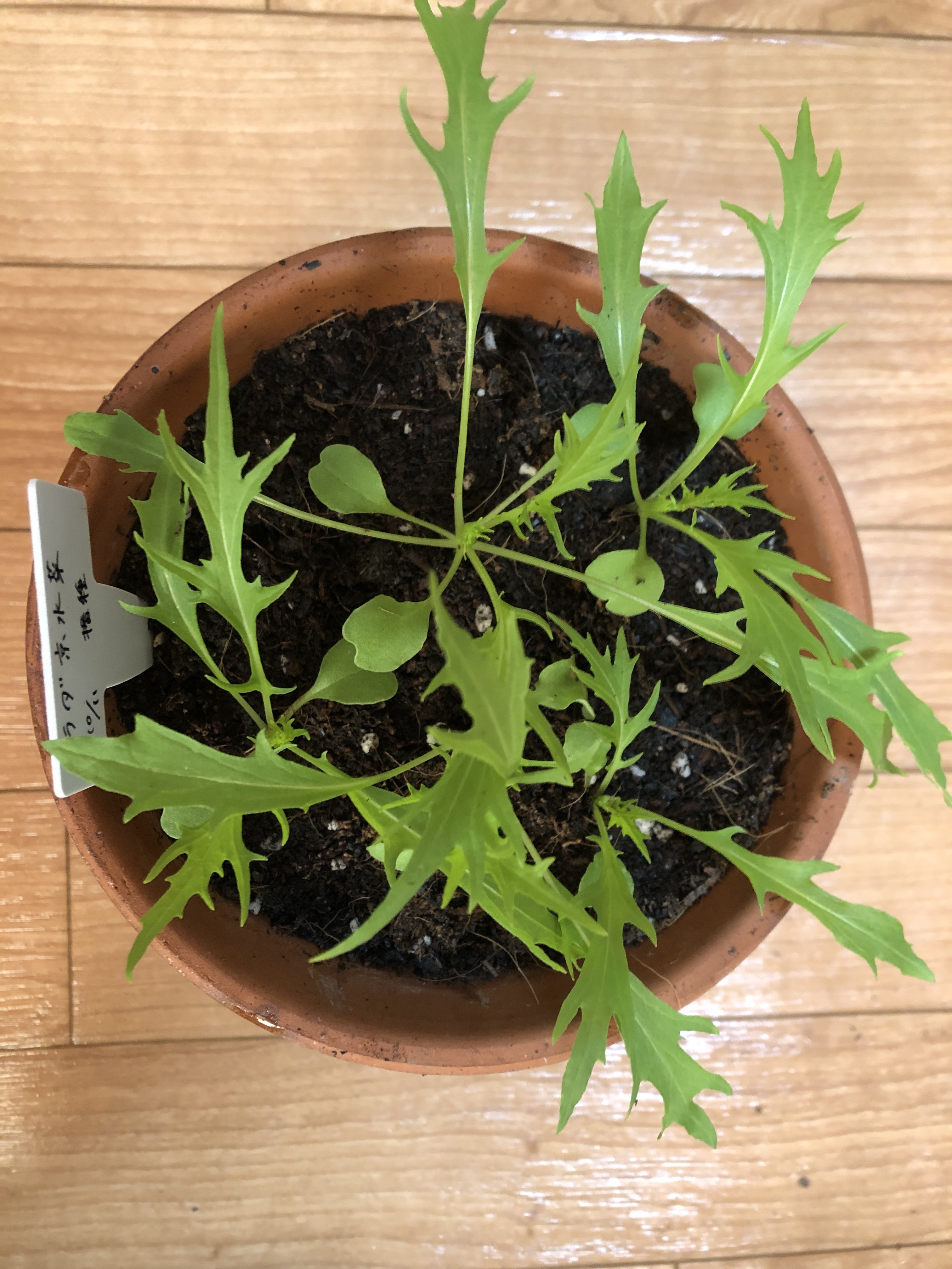 http://www.ige.tohoku.ac.jp/prg/watanabe/as-vegetable2019/20191111140733-dfae7bb2f39d303f1c0fda0393986f0a9df25f21.JPG