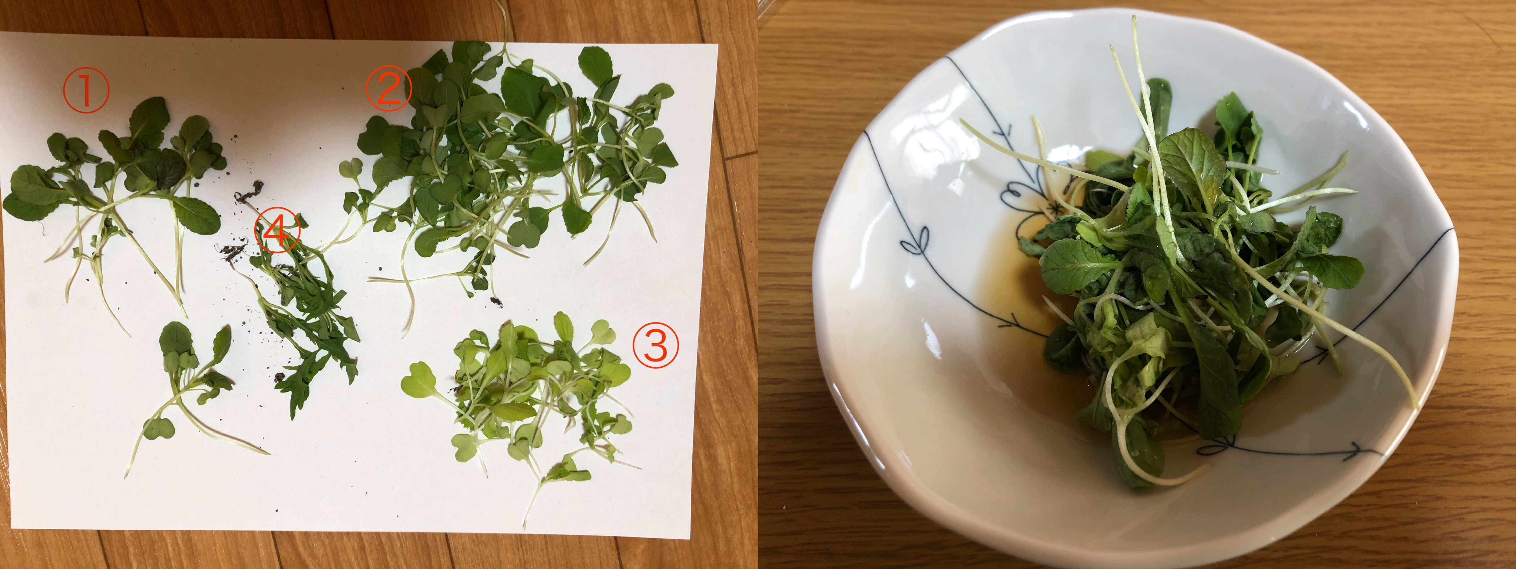 http://www.ige.tohoku.ac.jp/prg/watanabe/as-vegetable2019/20191111141113-d138194d6c442a04a84936f408206930394e13c6.JPG