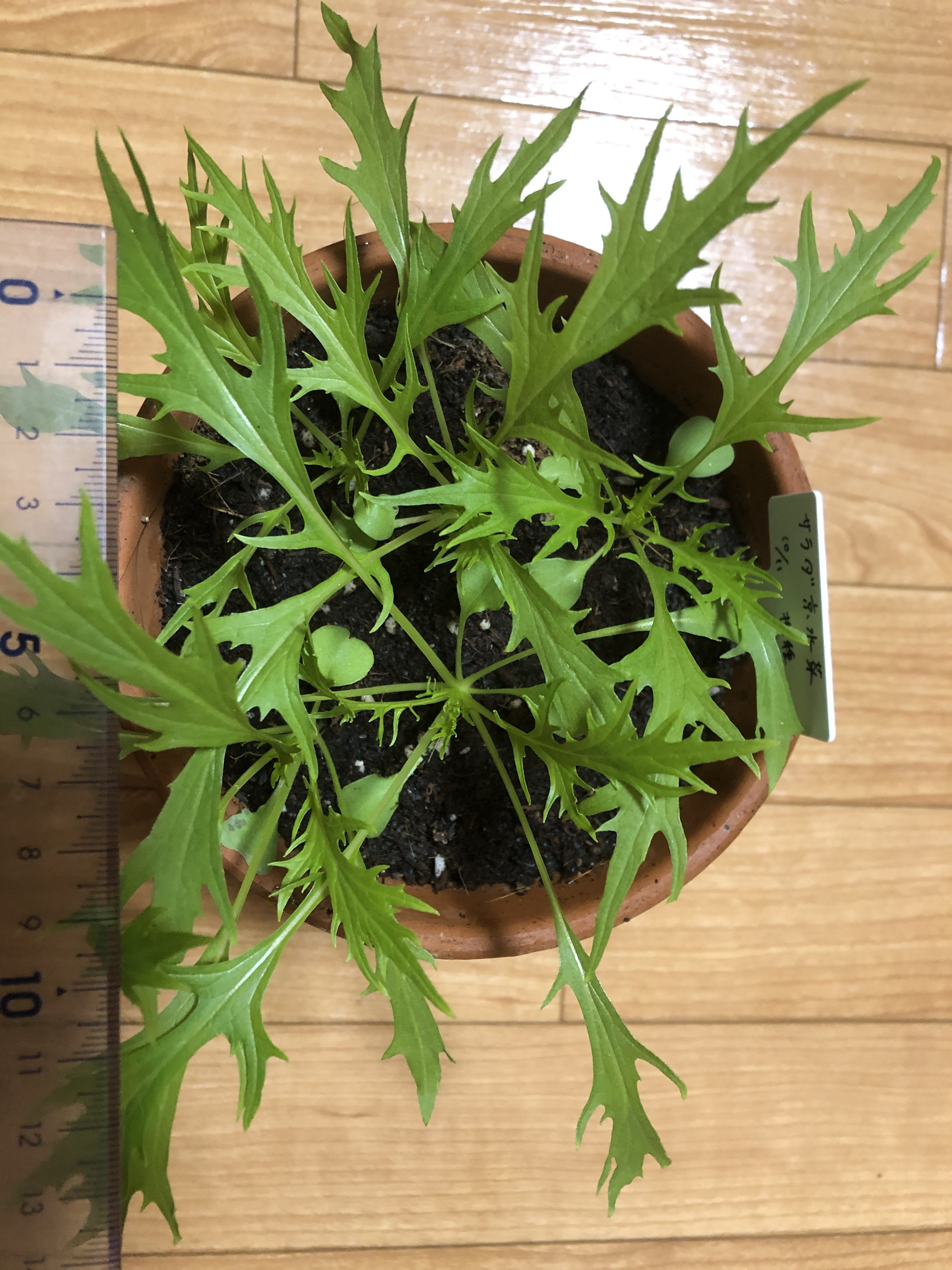 http://www.ige.tohoku.ac.jp/prg/watanabe/as-vegetable2019/20191111141535-ba529ebc46da900e63c47b1c306f13b4eabb2fc3.JPG