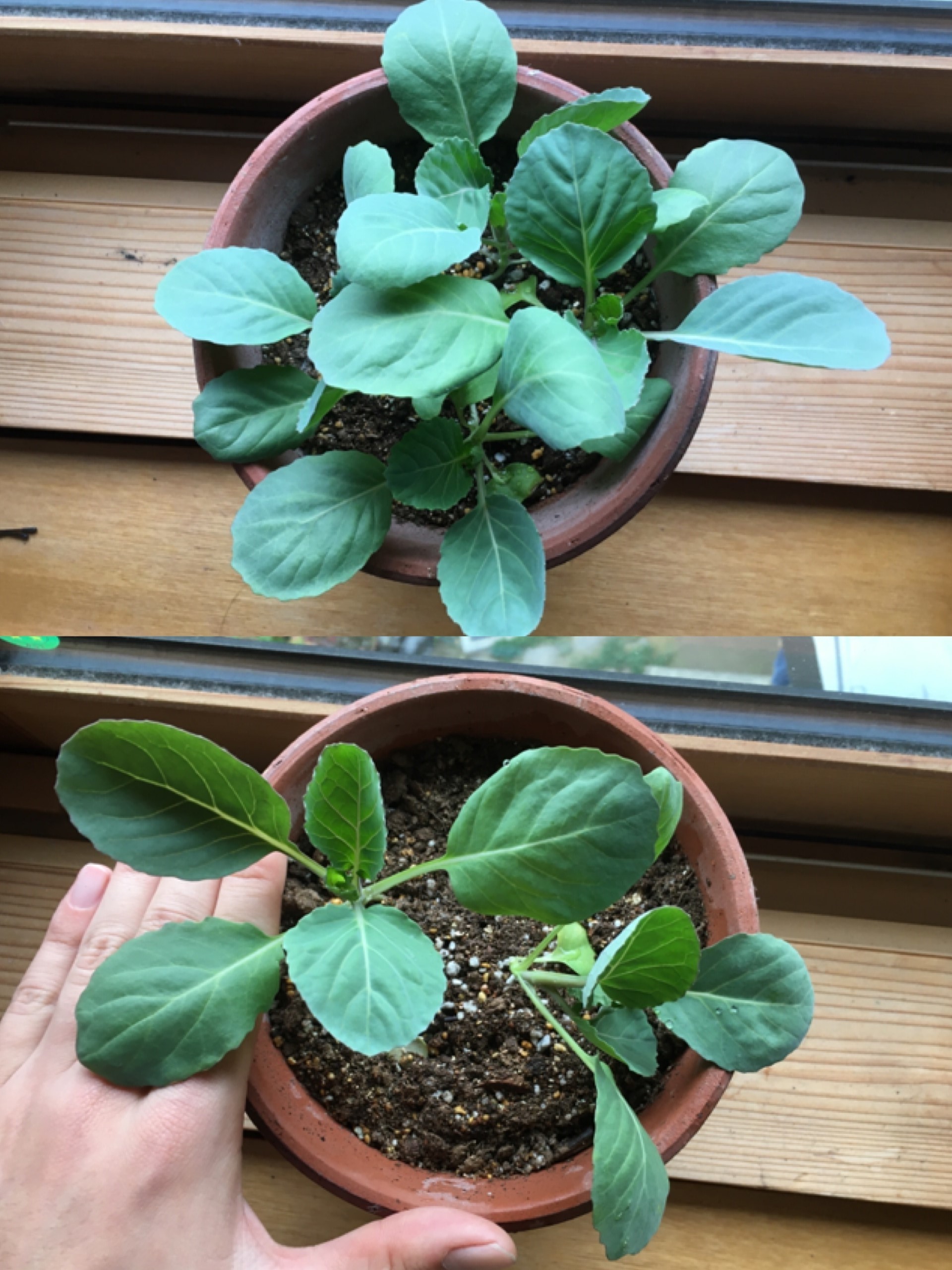 http://www.ige.tohoku.ac.jp/prg/watanabe/as-vegetable2019/20191122221835-d419c4aafd7eb7d7bfff7fec40488b8364395d0e.jpg