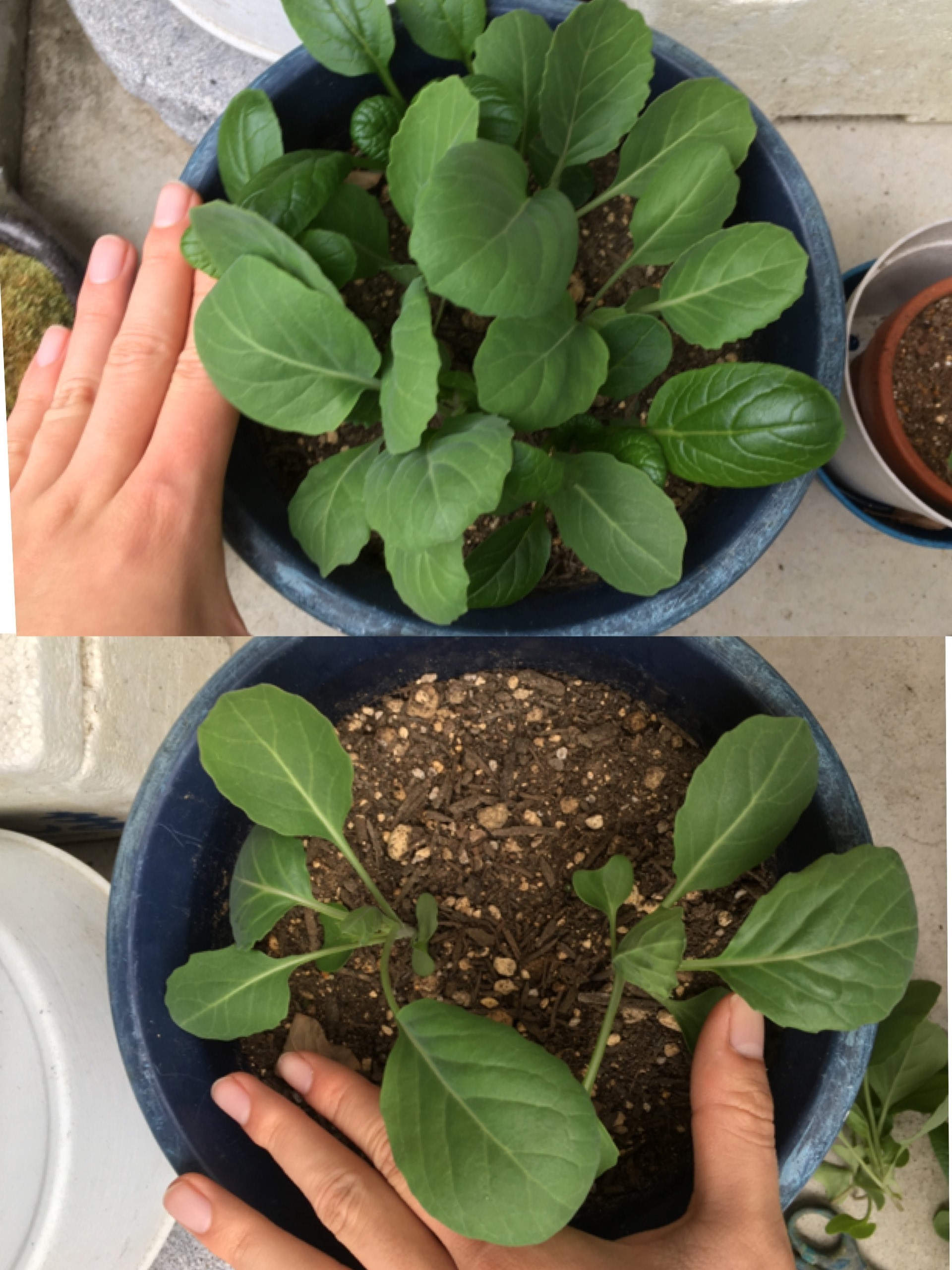 http://www.ige.tohoku.ac.jp/prg/watanabe/as-vegetable2019/20191122221923-e28db9ff64b4b8ad63f273862da818d8178506fc.jpg