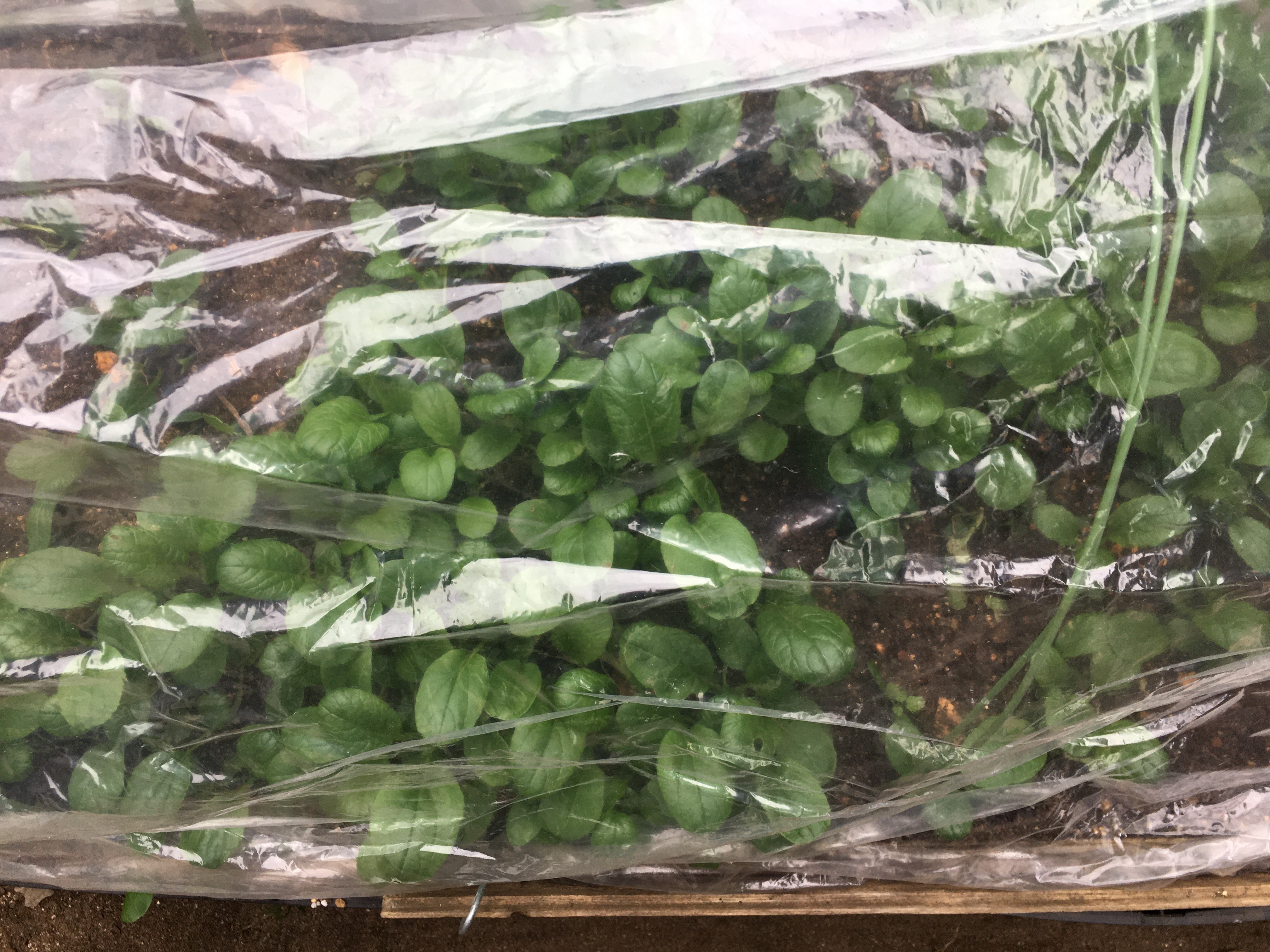 http://www.ige.tohoku.ac.jp/prg/watanabe/as-vegetable2019/20191122222141-0ed9b0f8f103f4c48f43b06f8dc9563f0241f062.jpg