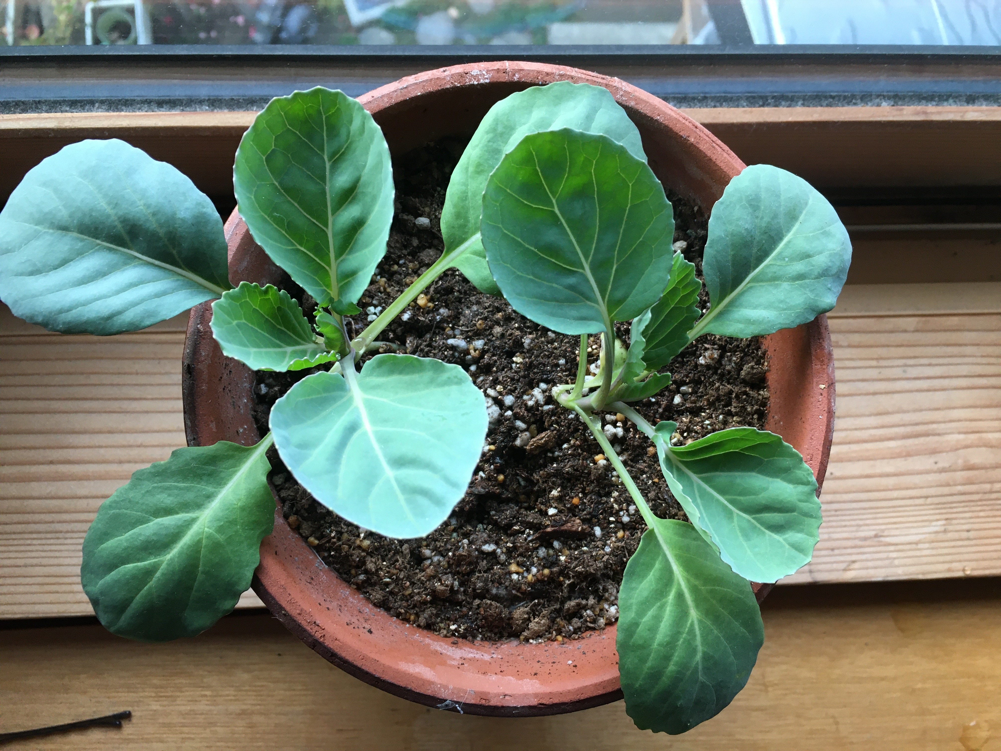 http://www.ige.tohoku.ac.jp/prg/watanabe/as-vegetable2019/20191122222448-5c640d57da3f441e80977f3f8b1ee942a8c88d0a.jpg