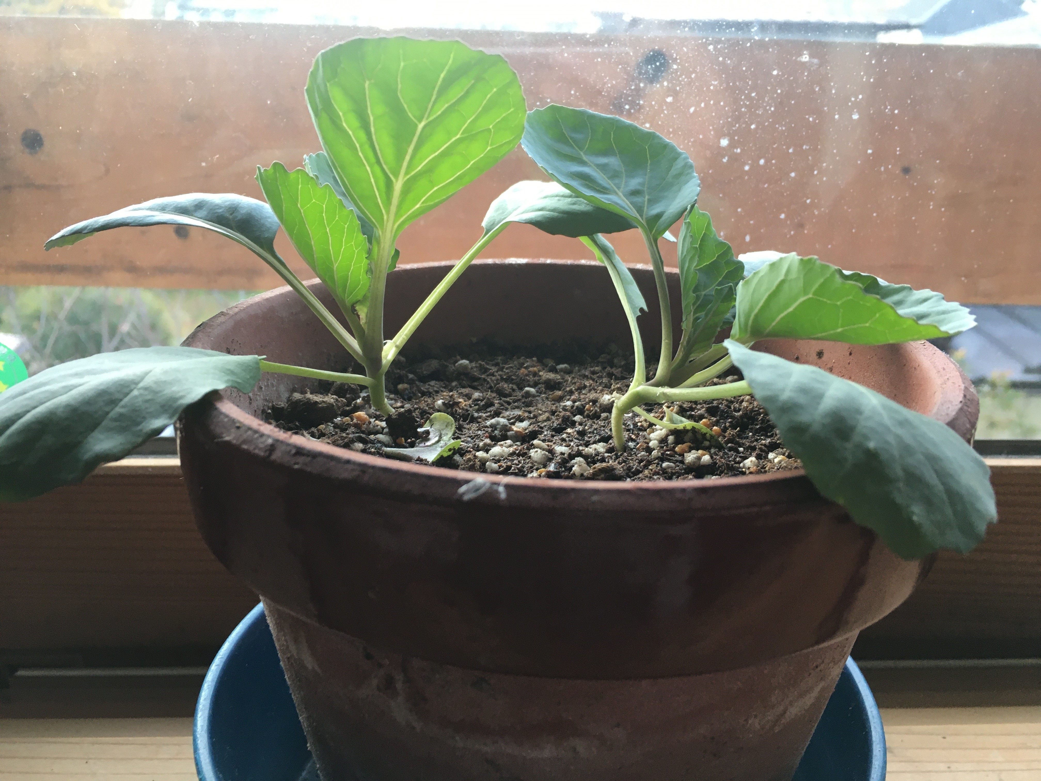 http://www.ige.tohoku.ac.jp/prg/watanabe/as-vegetable2019/20191122222543-d0d254cd2099e3937ef43762df0a32d863b41775.jpg