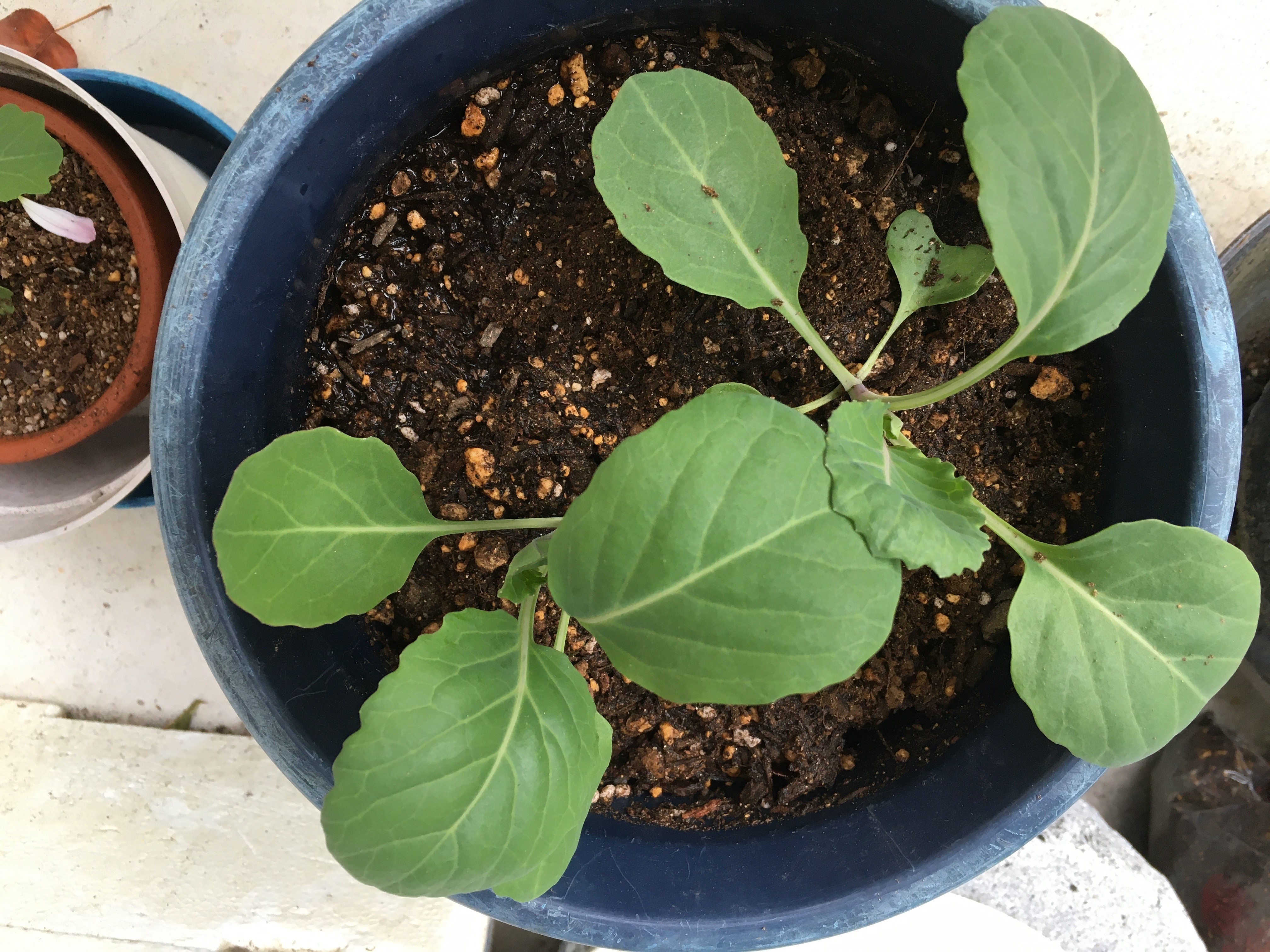http://www.ige.tohoku.ac.jp/prg/watanabe/as-vegetable2019/20191122223531-f546eb36a046684b672d6db46217475d512a7d72.jpg