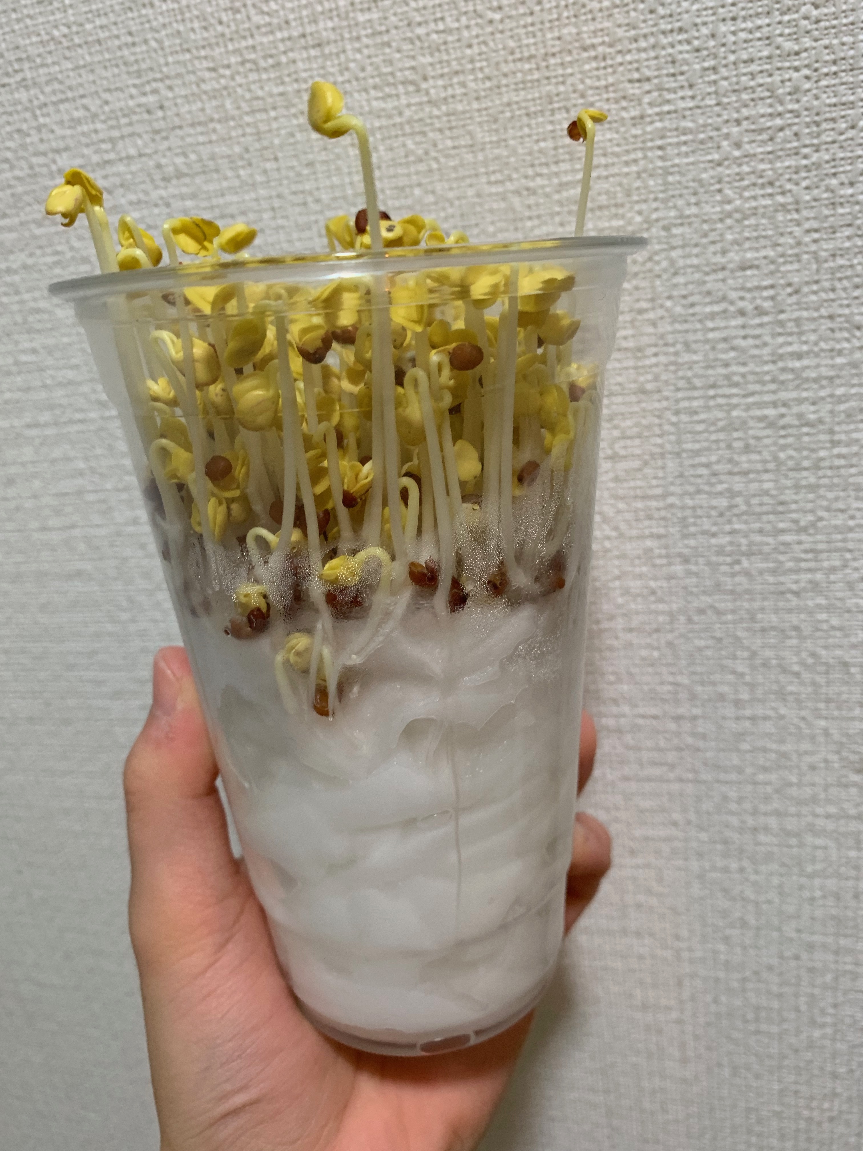 http://www.ige.tohoku.ac.jp/prg/watanabe/as-vegetable2019/20191201214829-703369fddff15249b7859c2c7d0264496335bdf6.jpeg