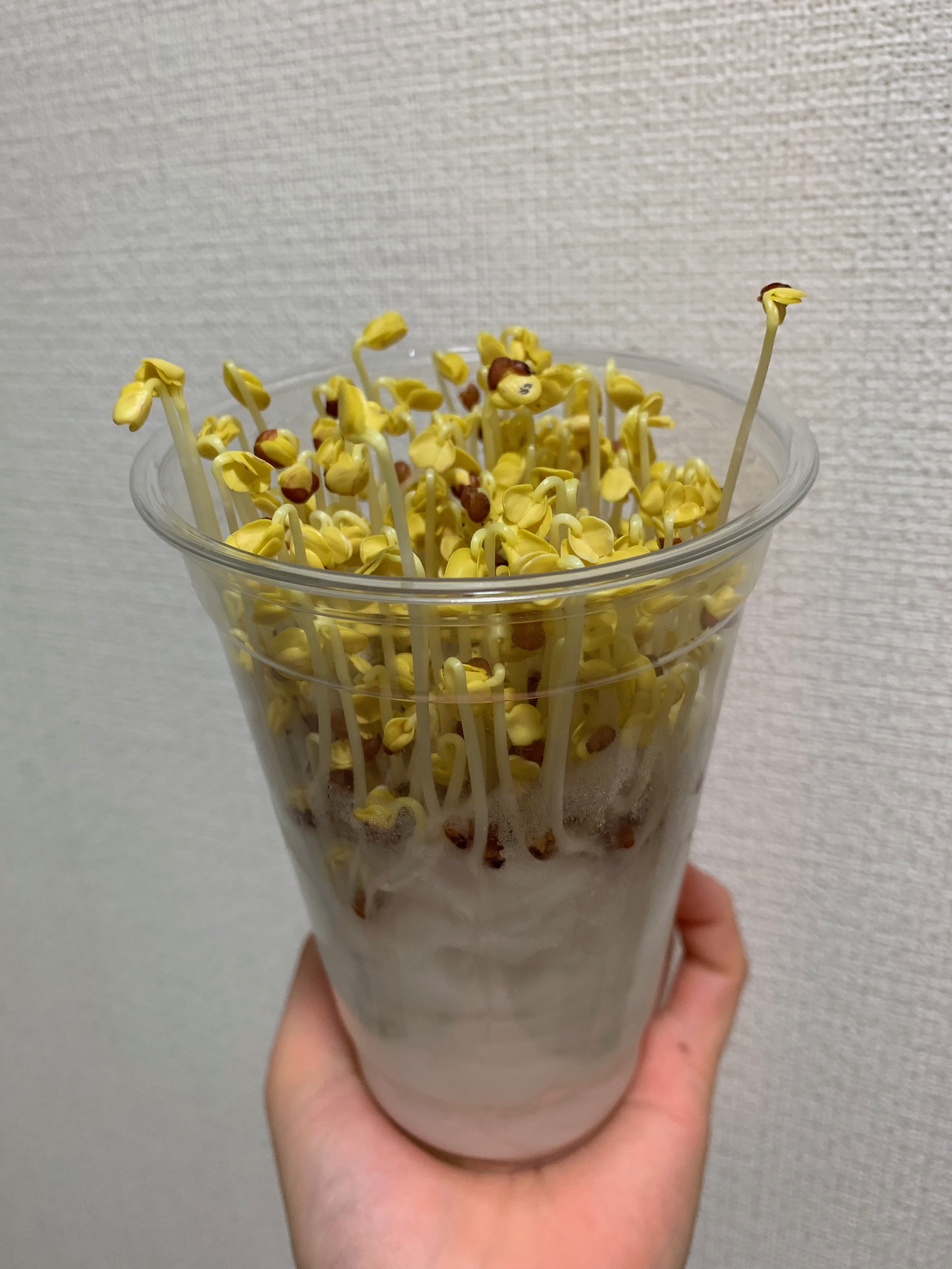 http://www.ige.tohoku.ac.jp/prg/watanabe/as-vegetable2019/20191201214846-874dbb650e2834f43db6aa4d761a612c149dffcc.jpeg