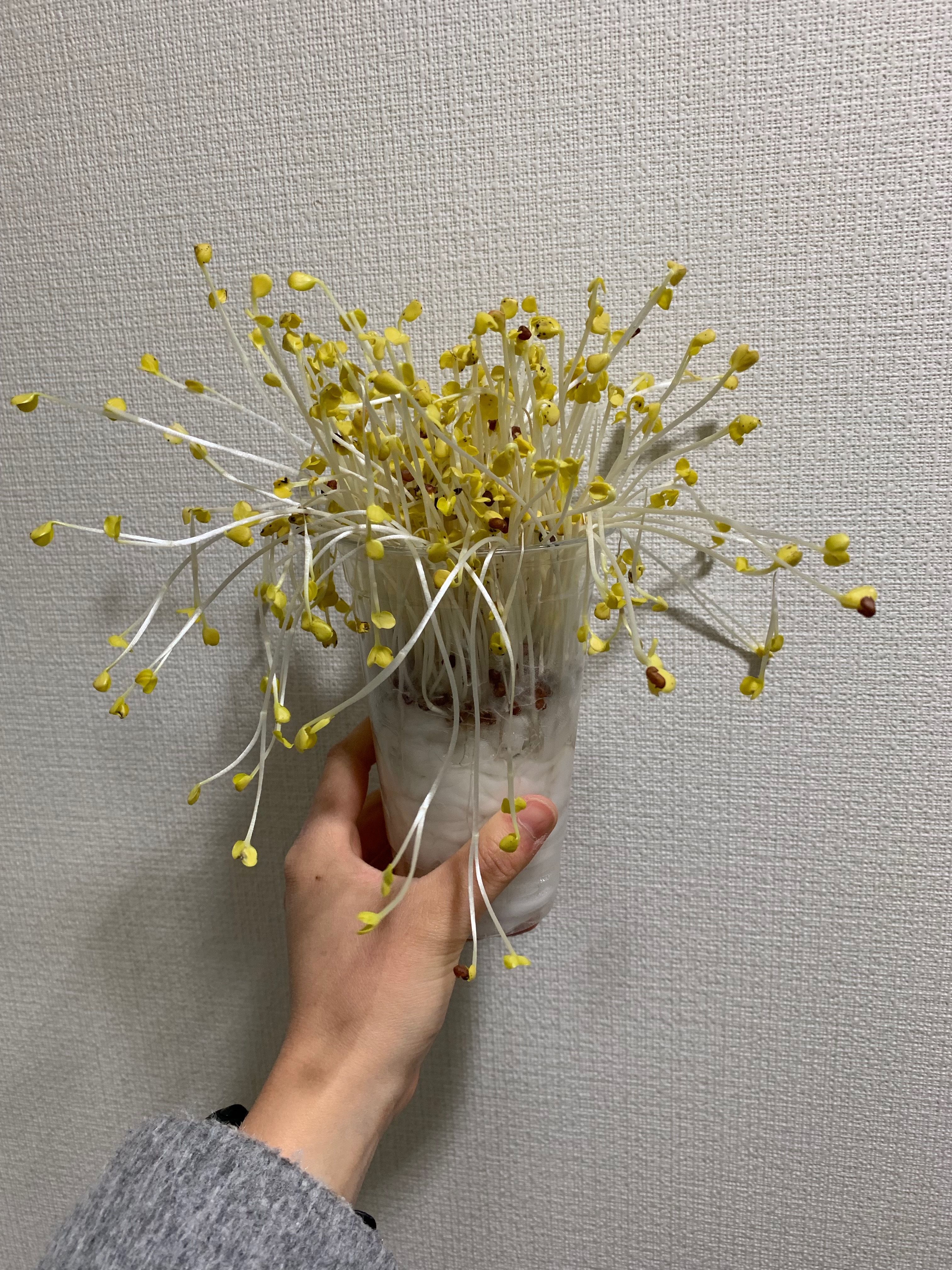 http://www.ige.tohoku.ac.jp/prg/watanabe/as-vegetable2019/20191201214944-e2c8c651b5ddb7af3e2cae59914725d2eb9943b8.jpeg
