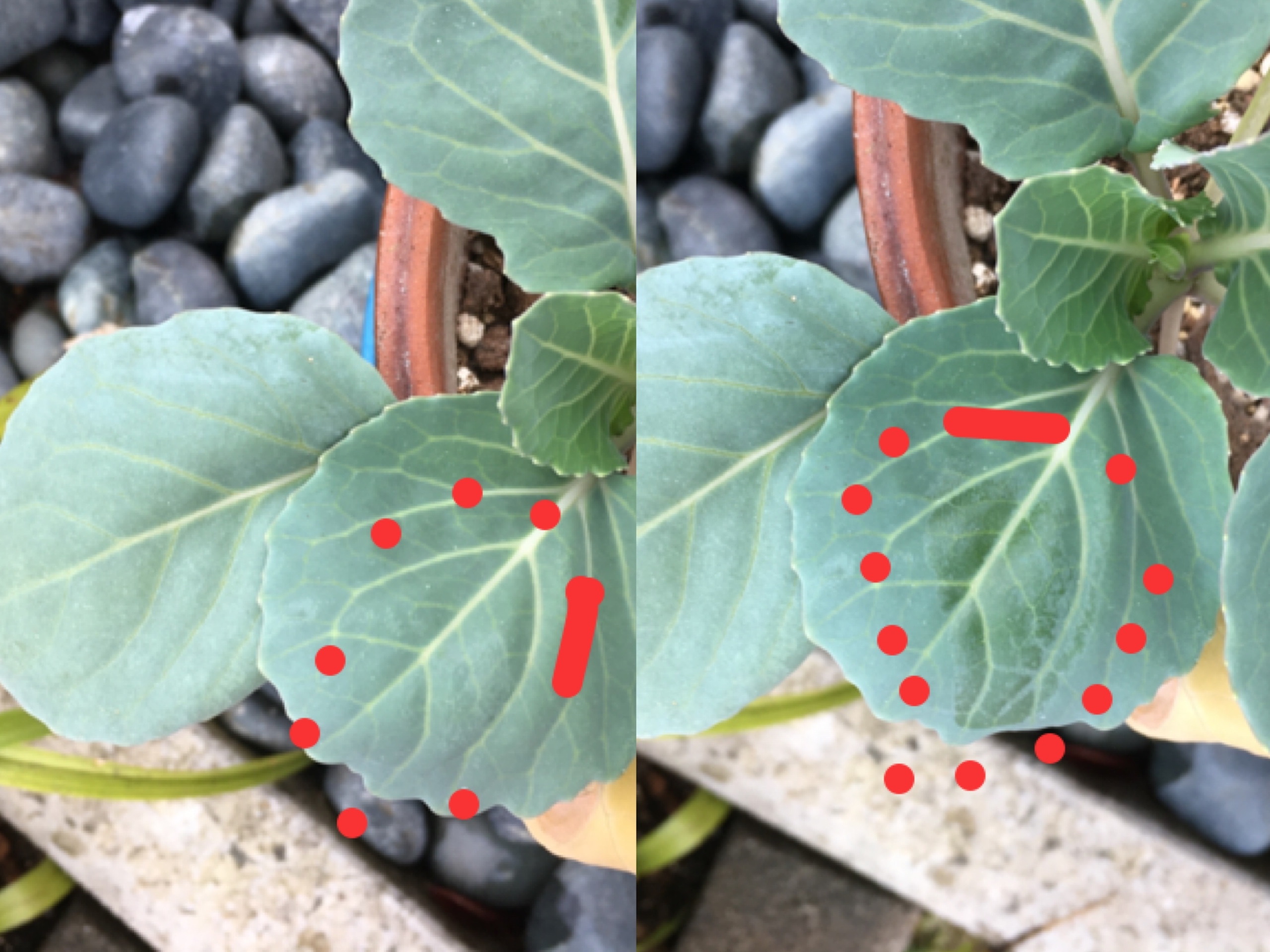 http://www.ige.tohoku.ac.jp/prg/watanabe/as-vegetable2019/20191201223220-24d1dcda407aaf8921759549e9f415e2072c9c29.JPG