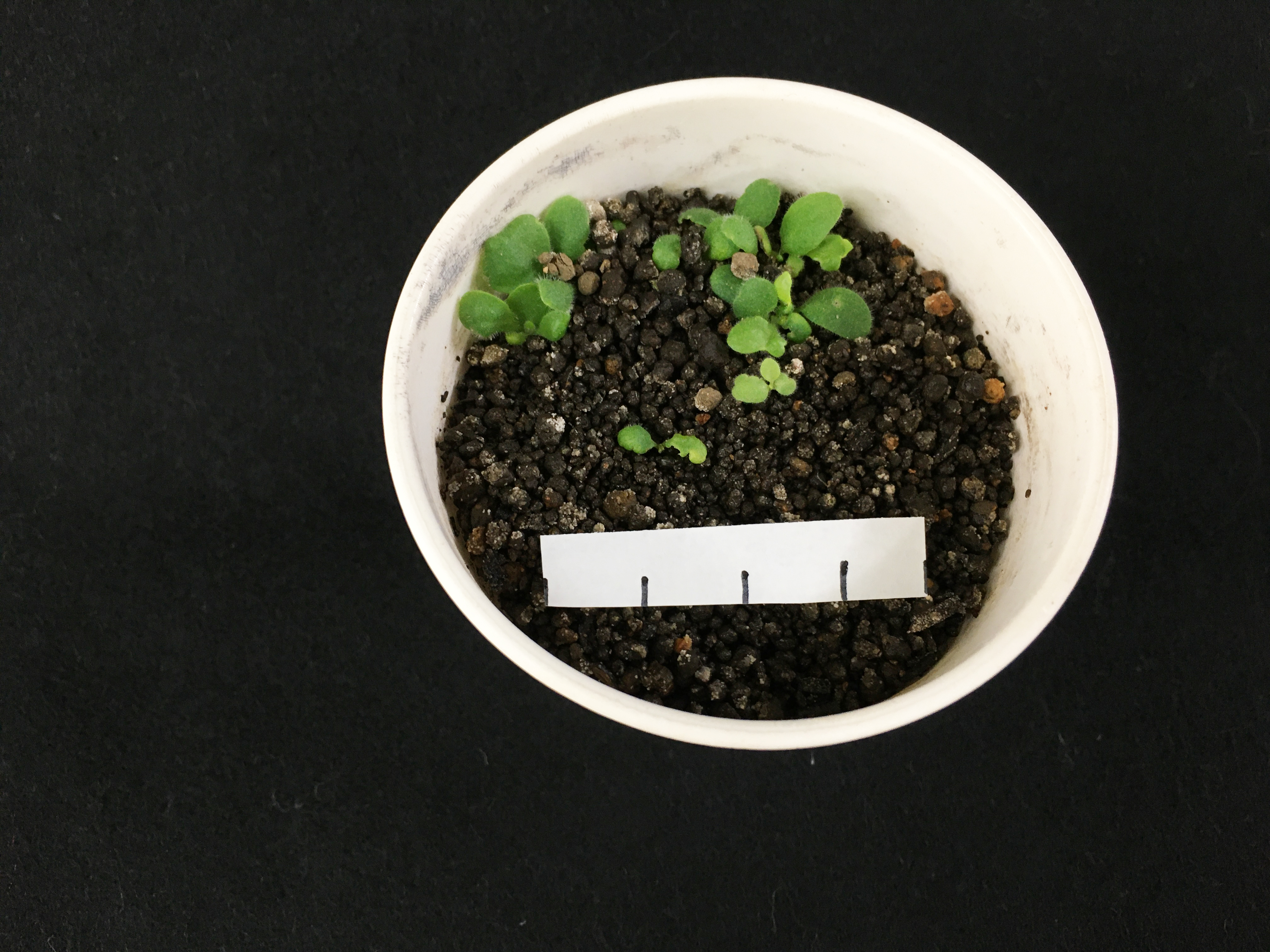 http://www.ige.tohoku.ac.jp/prg/watanabe/as-vegetable2019/20191203155100-b7de7152dc67934c01cbe42b1146d6561a406a44.jpg