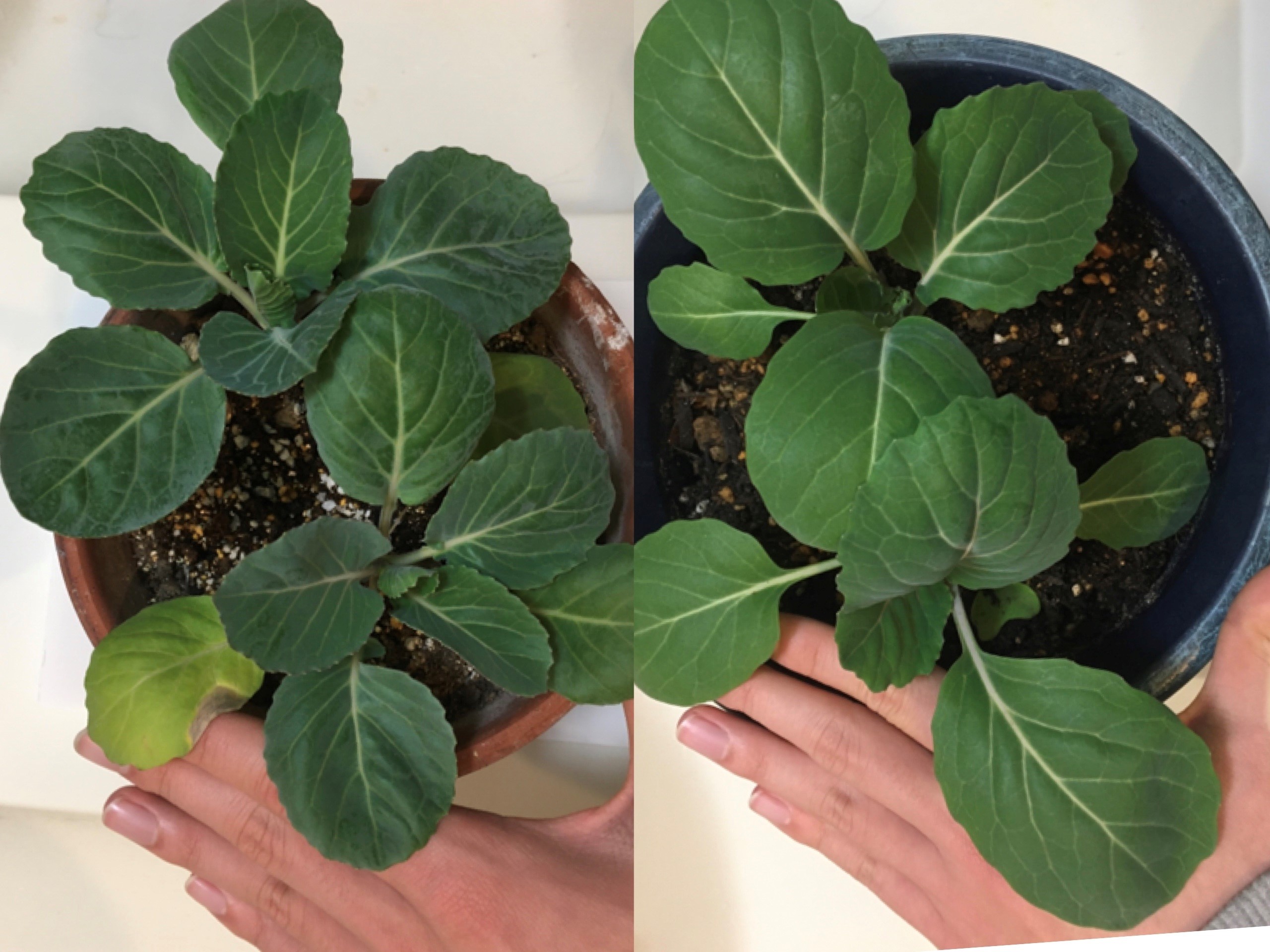 http://www.ige.tohoku.ac.jp/prg/watanabe/as-vegetable2019/20191206231012-2d2bdd1d52bc682d93fb01eec709839e9a59f4d4.jpg