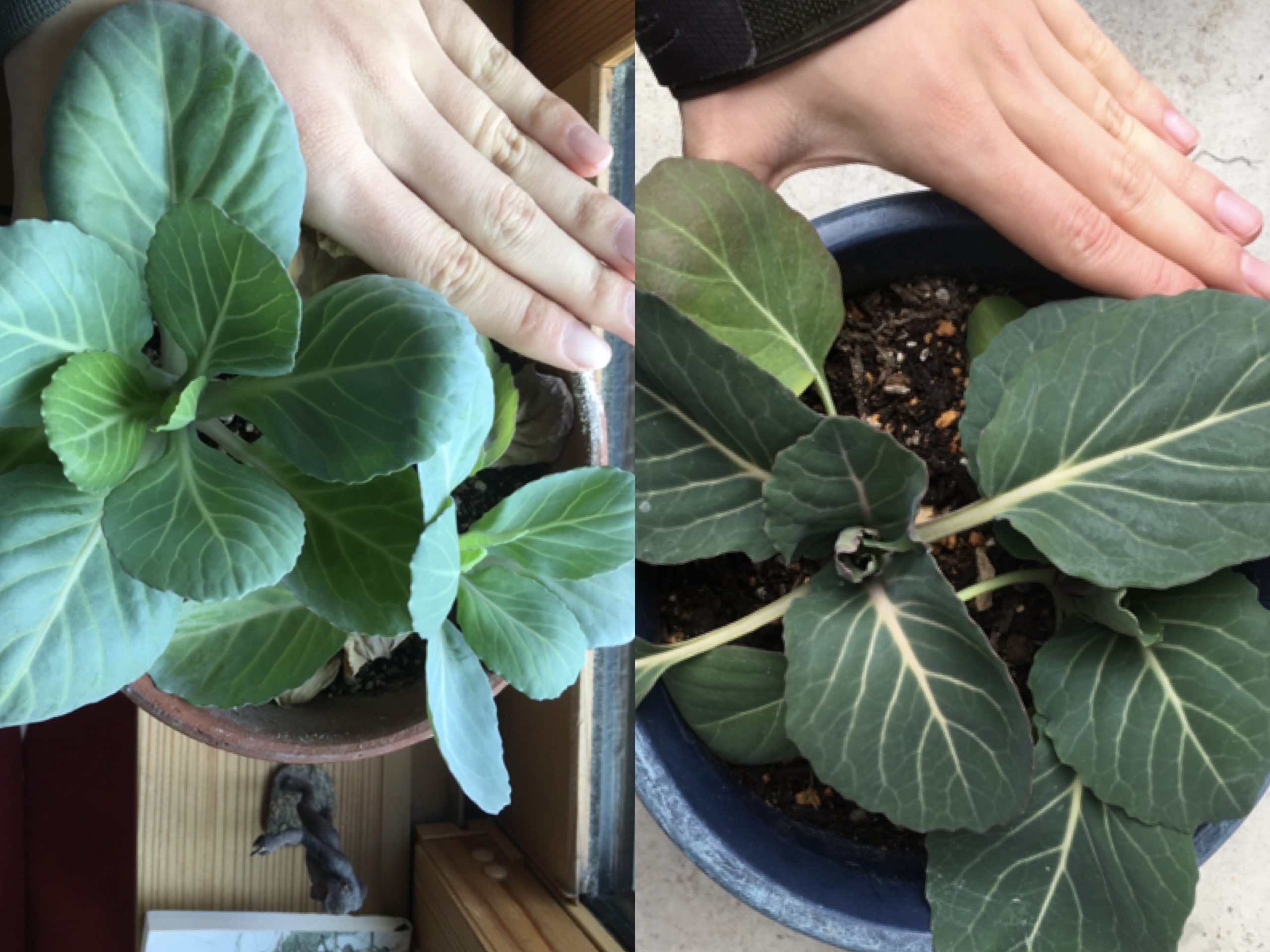 http://www.ige.tohoku.ac.jp/prg/watanabe/as-vegetable2019/20200124165653-cc5edd88775dd512b18f1337ac4860c9939d9640.JPG