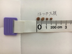 http://www.ige.tohoku.ac.jp/prg/watanabe/as-vegetable2019/assets_c/2019/10/IMG_E2615-thumb-300xauto-36462.jpg
