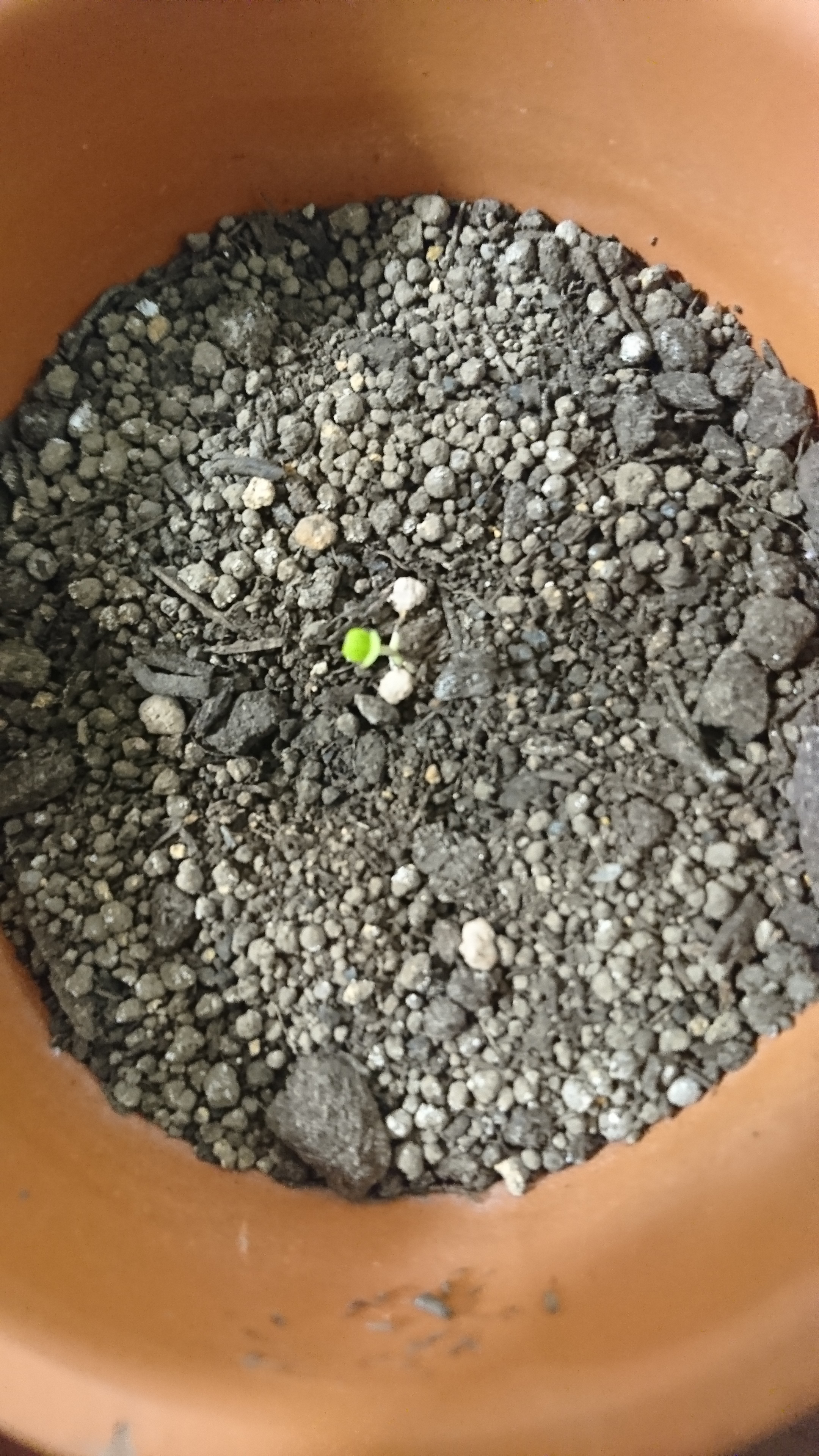 http://www.ige.tohoku.ac.jp/prg/watanabe/as-vegetable2019/images/20191014235924-6d0fa5eaa9ff9bd31205404fced34799117f8ccc.JPG
