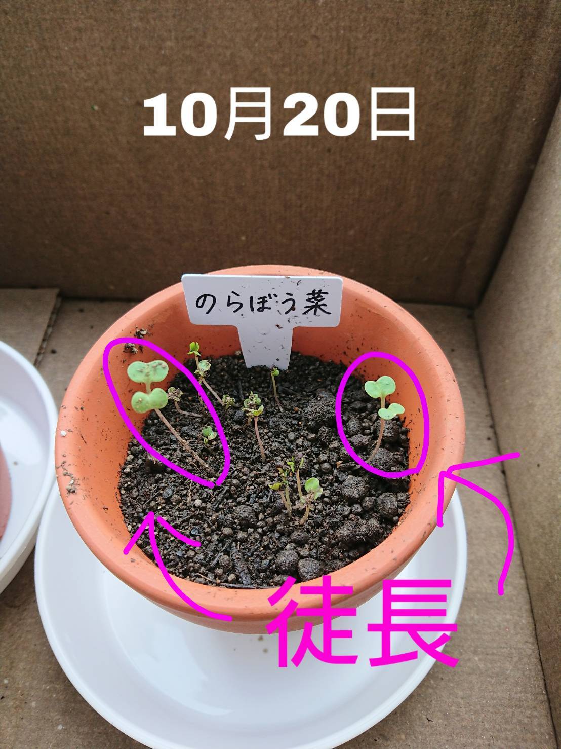 http://www.ige.tohoku.ac.jp/prg/watanabe/as-vegetable2019/images/20191026233939-8d2470de321f1a8c6f3c1d0805b7a8f2ce73367b.jpg