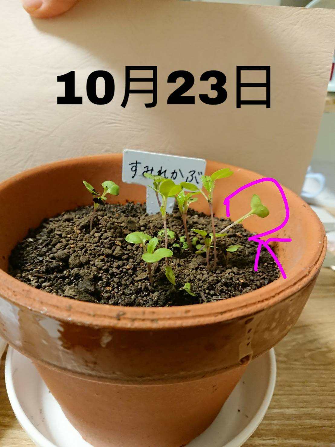 http://www.ige.tohoku.ac.jp/prg/watanabe/as-vegetable2019/images/20191026234216-4532b94a17e476d7b07a8fbf9b9d50a9db311c73.jpg